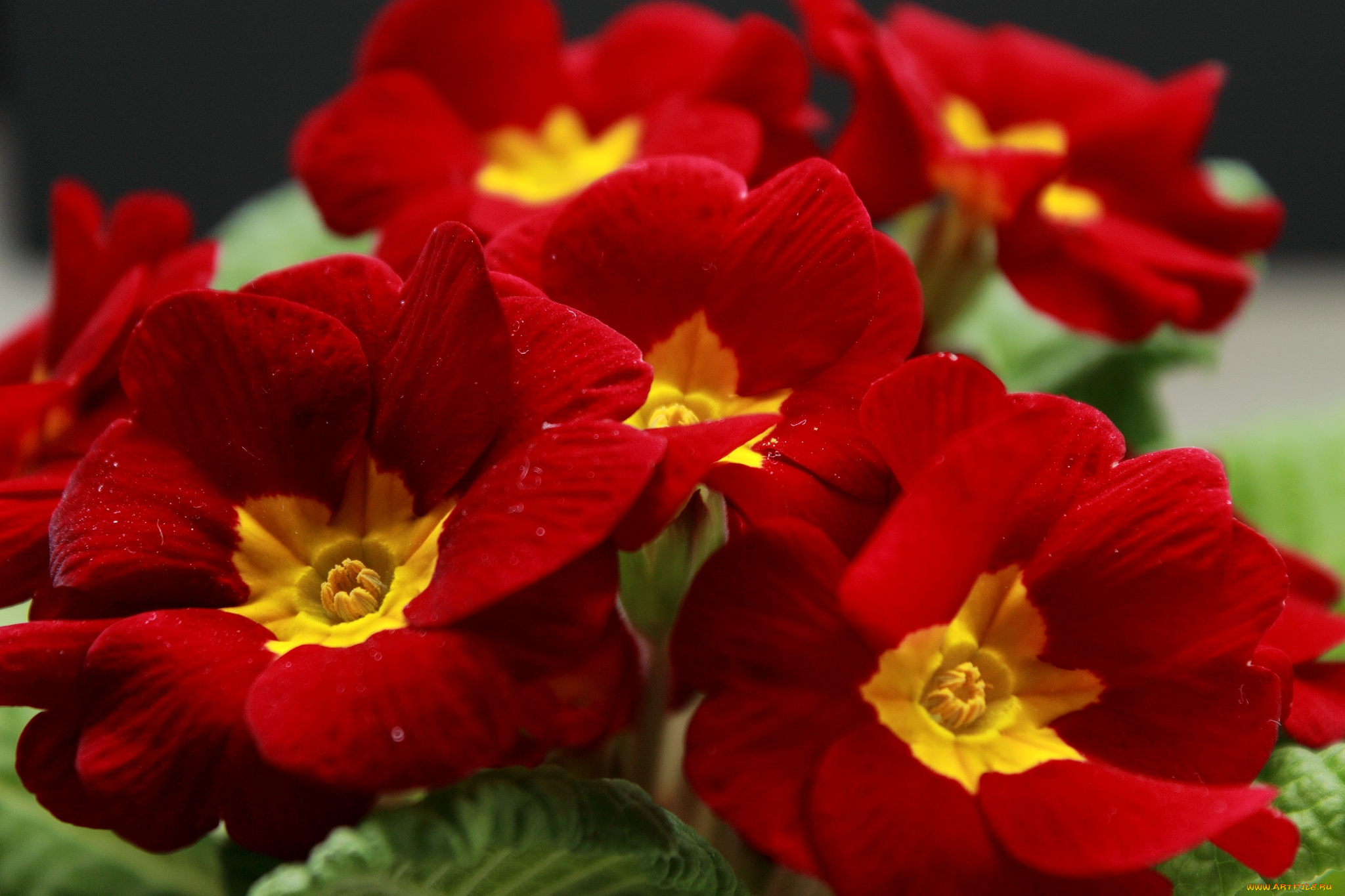 цветы, примулы, макро