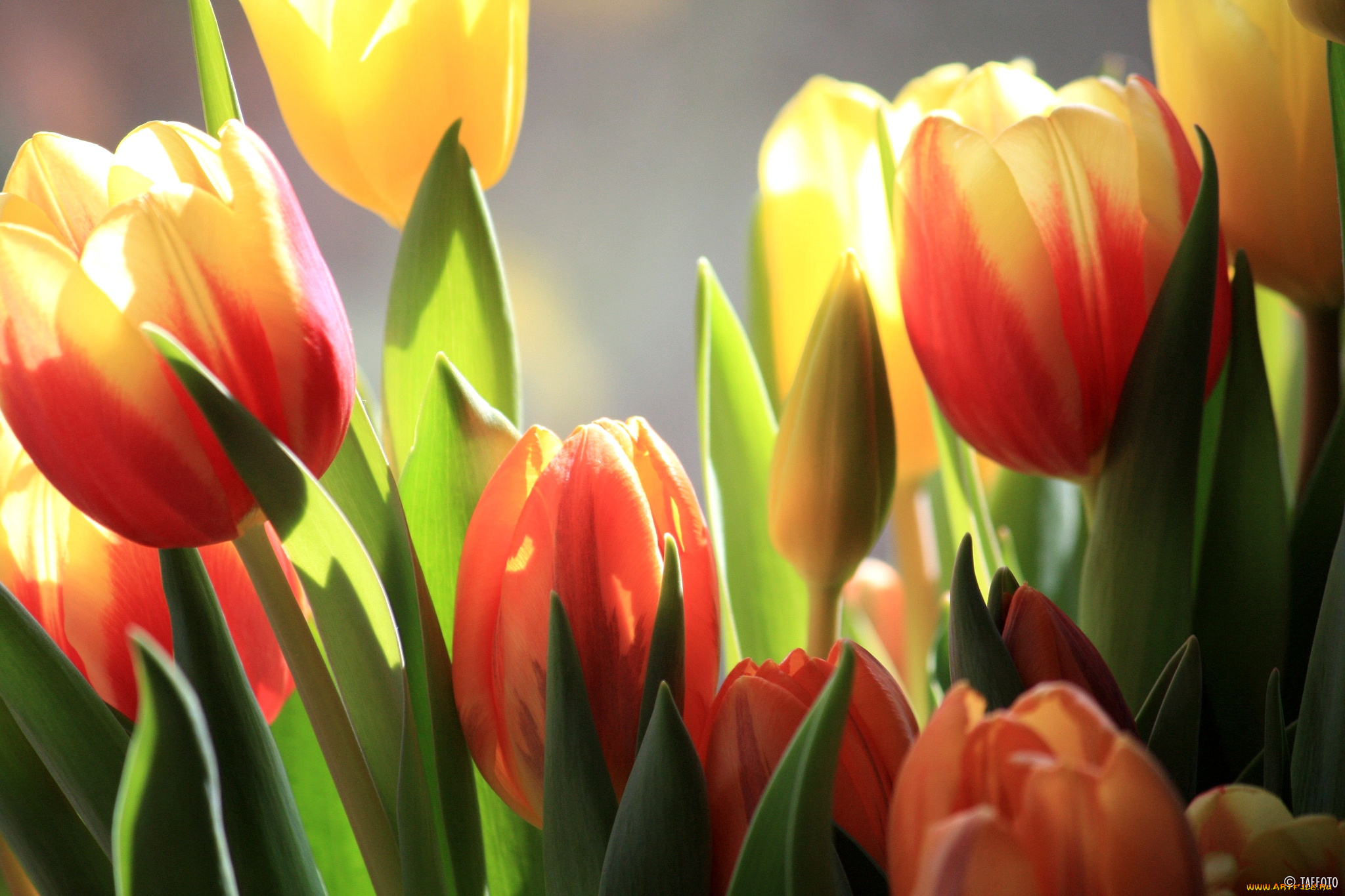 цветы, тюльпаны, бутоны