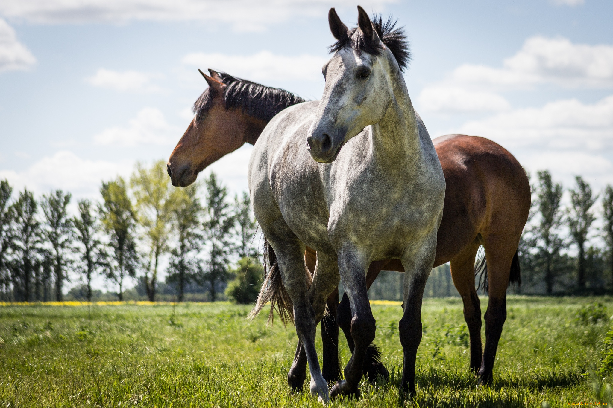 животные, лошади, пара