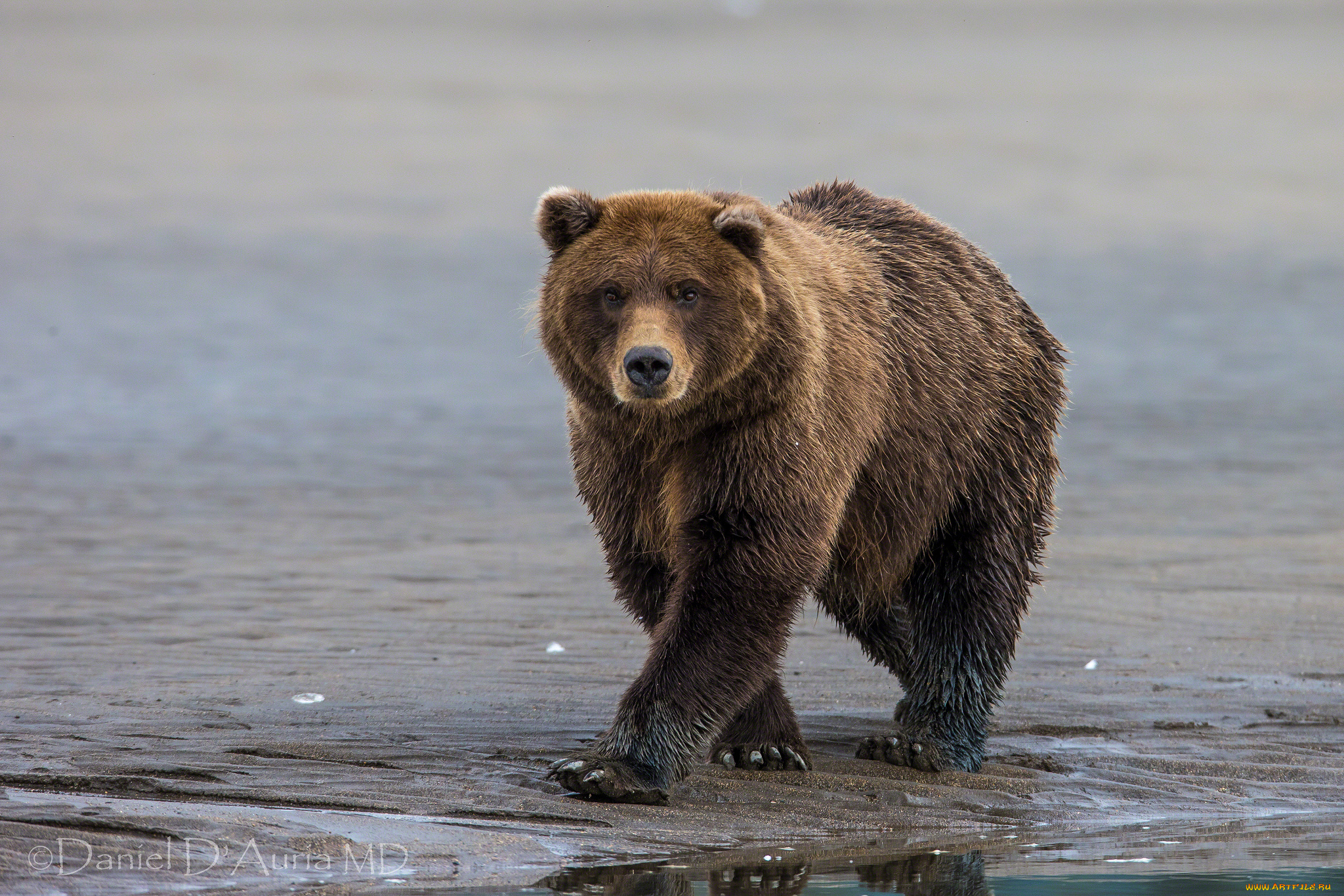животные, медведи, бурый