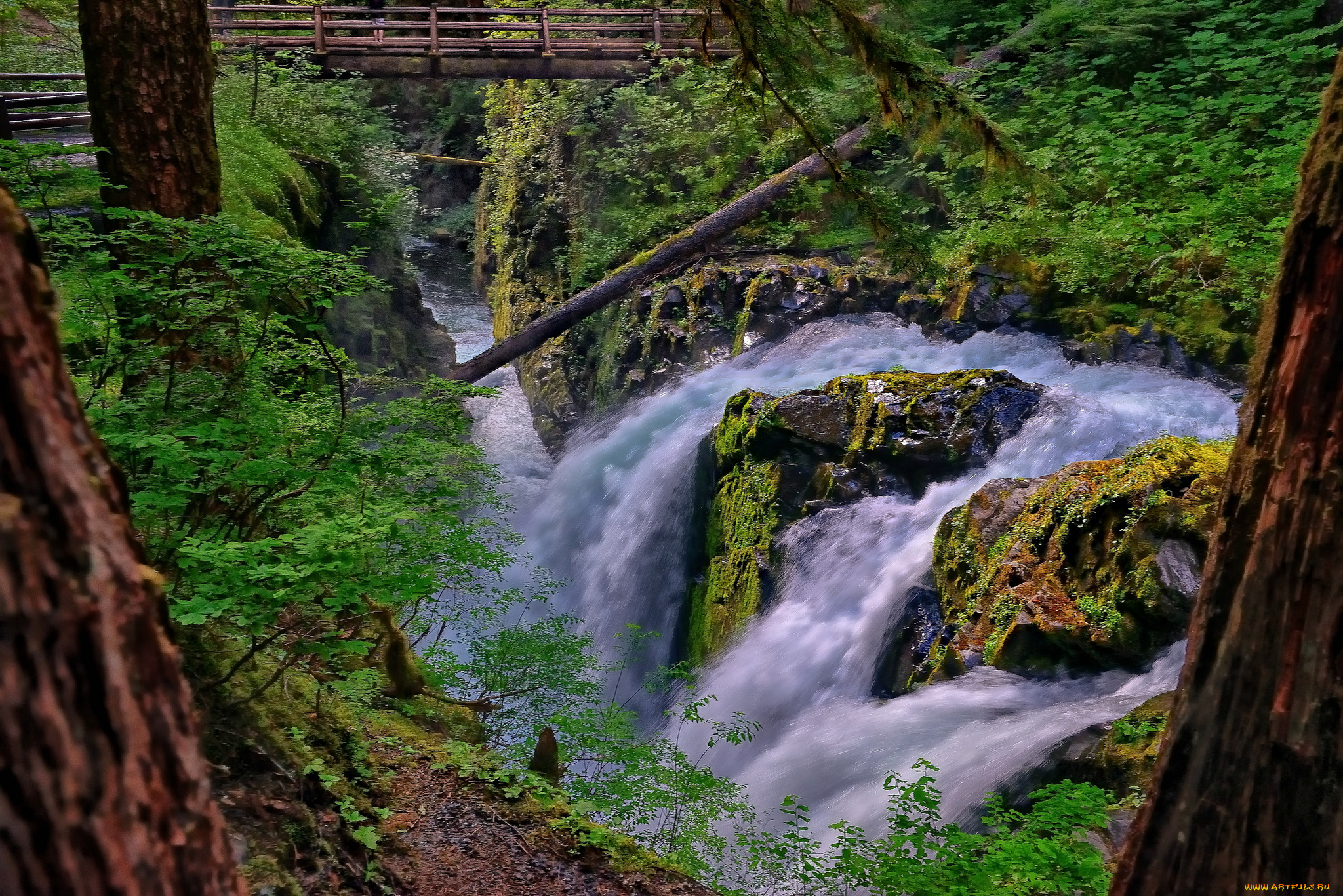 sol, duc, falls, olympic, national, park, washington, природа, водопады, олимпик, река, поток, мост, лес, river, национальный, парк, вашингтон