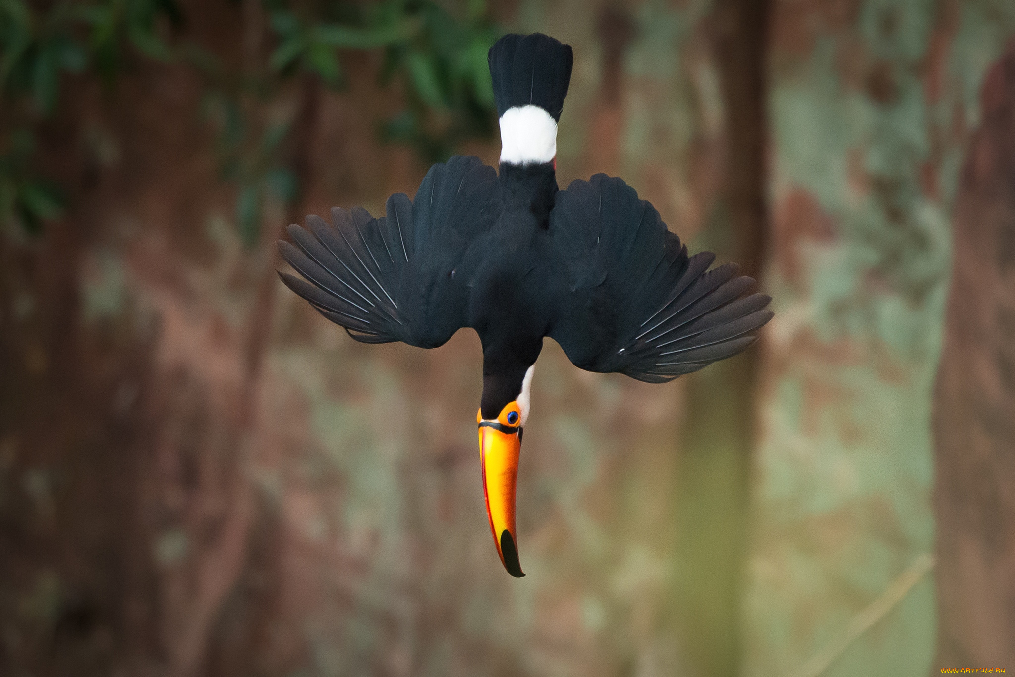 животные, туканы, пике