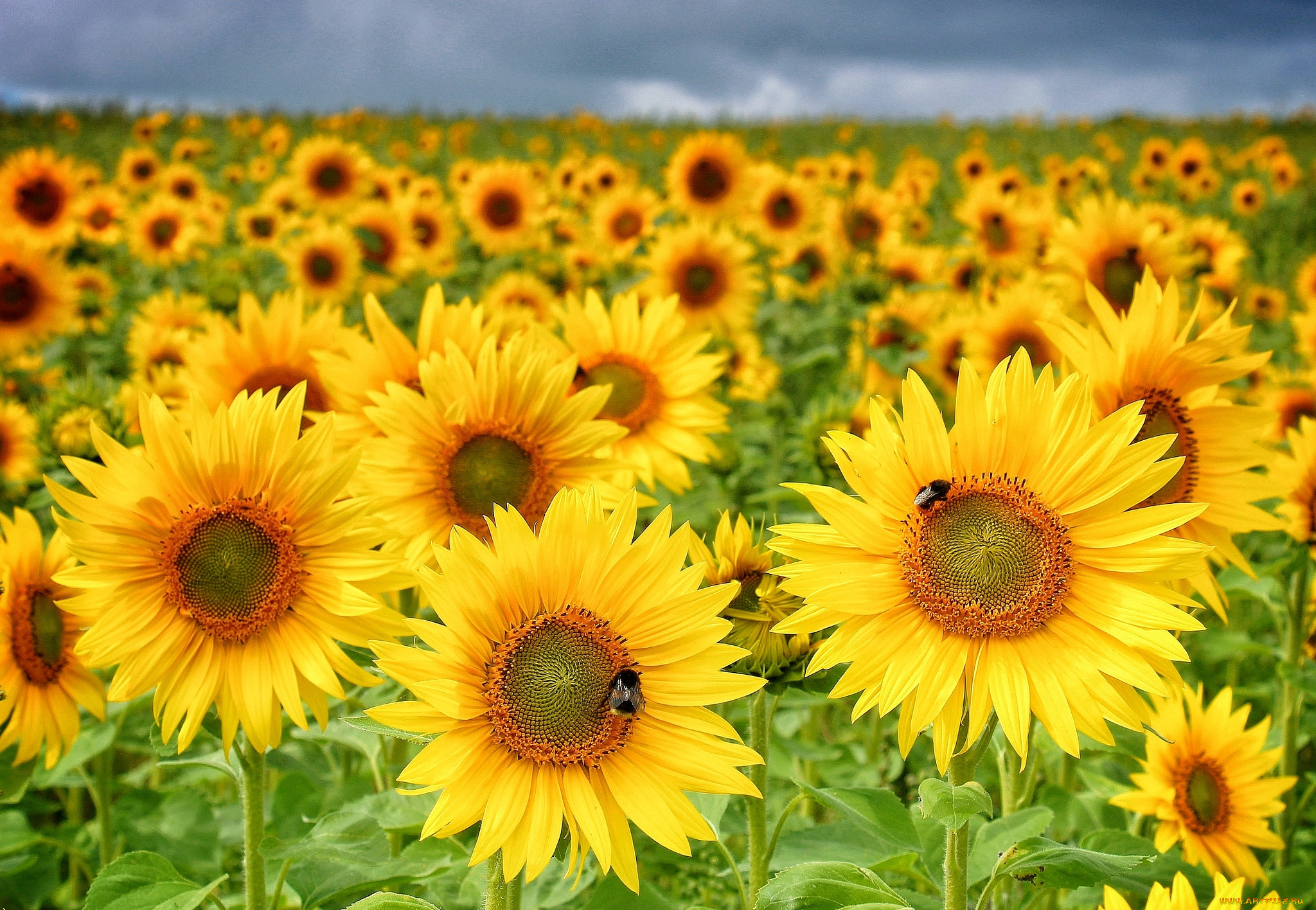 цветы, подсолнухи, шмели, поле