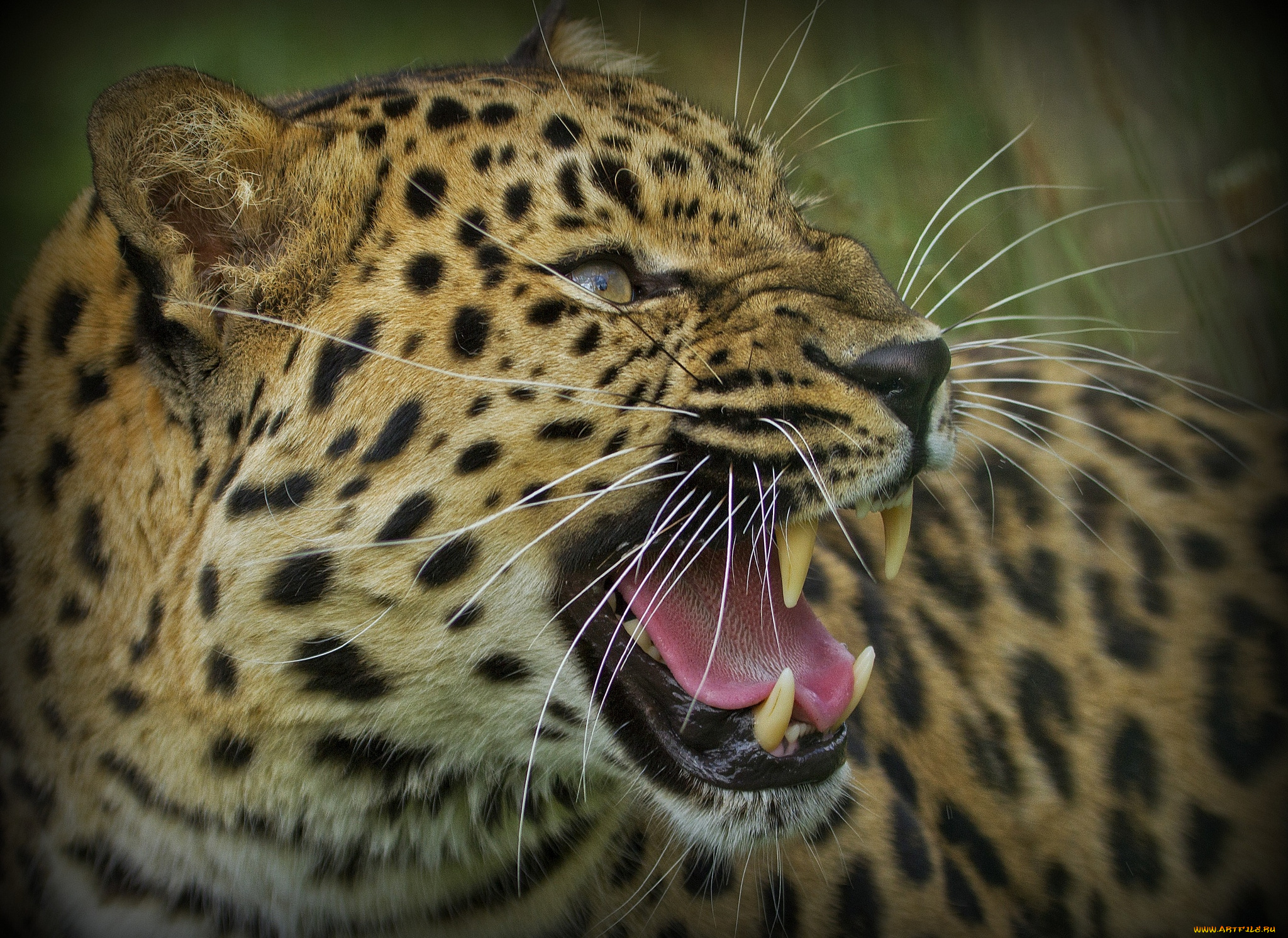 животные, леопарды, рык