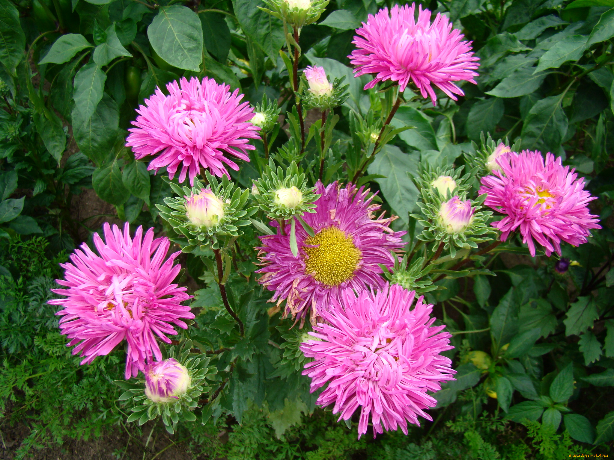 астра, цветы, астры