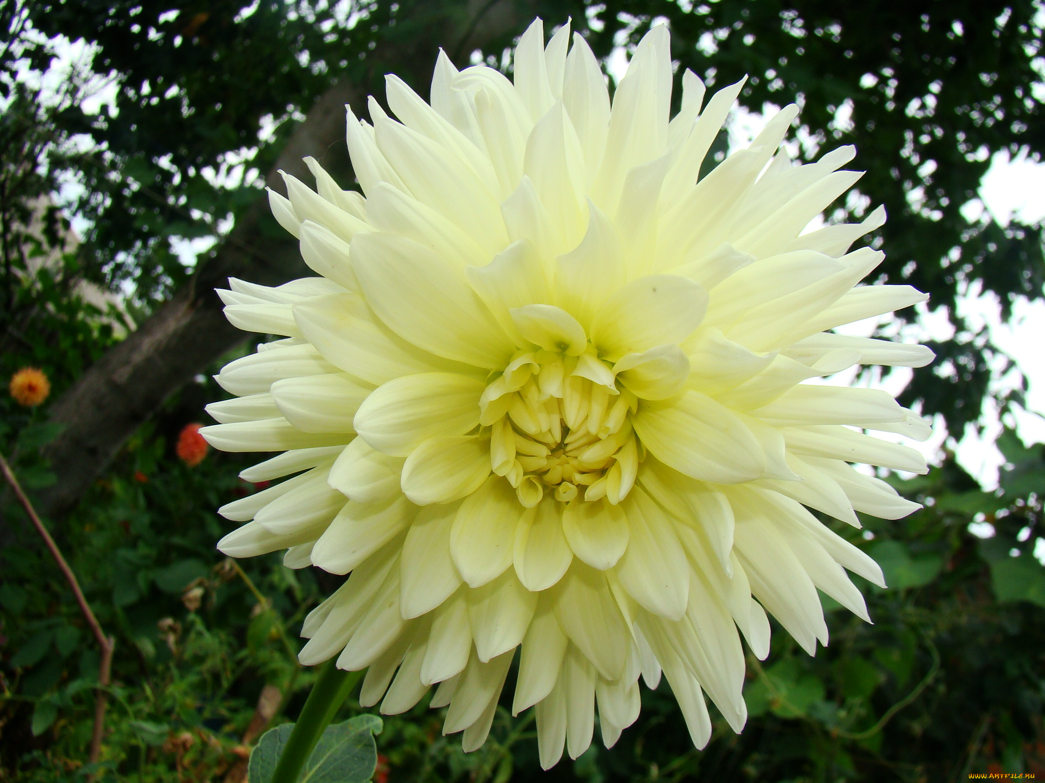 георгин, цветы, георгины