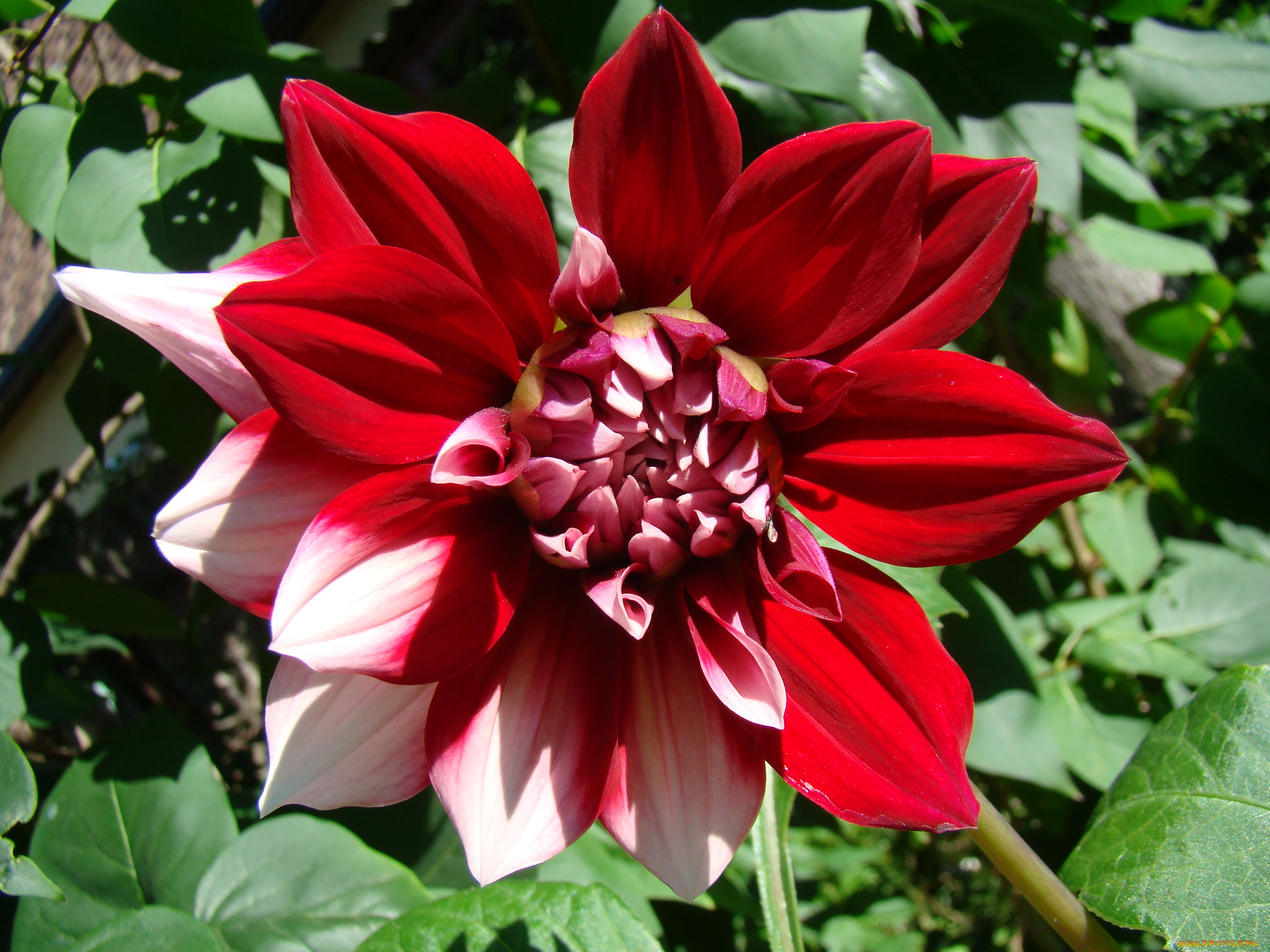 георгин, цветы, георгины