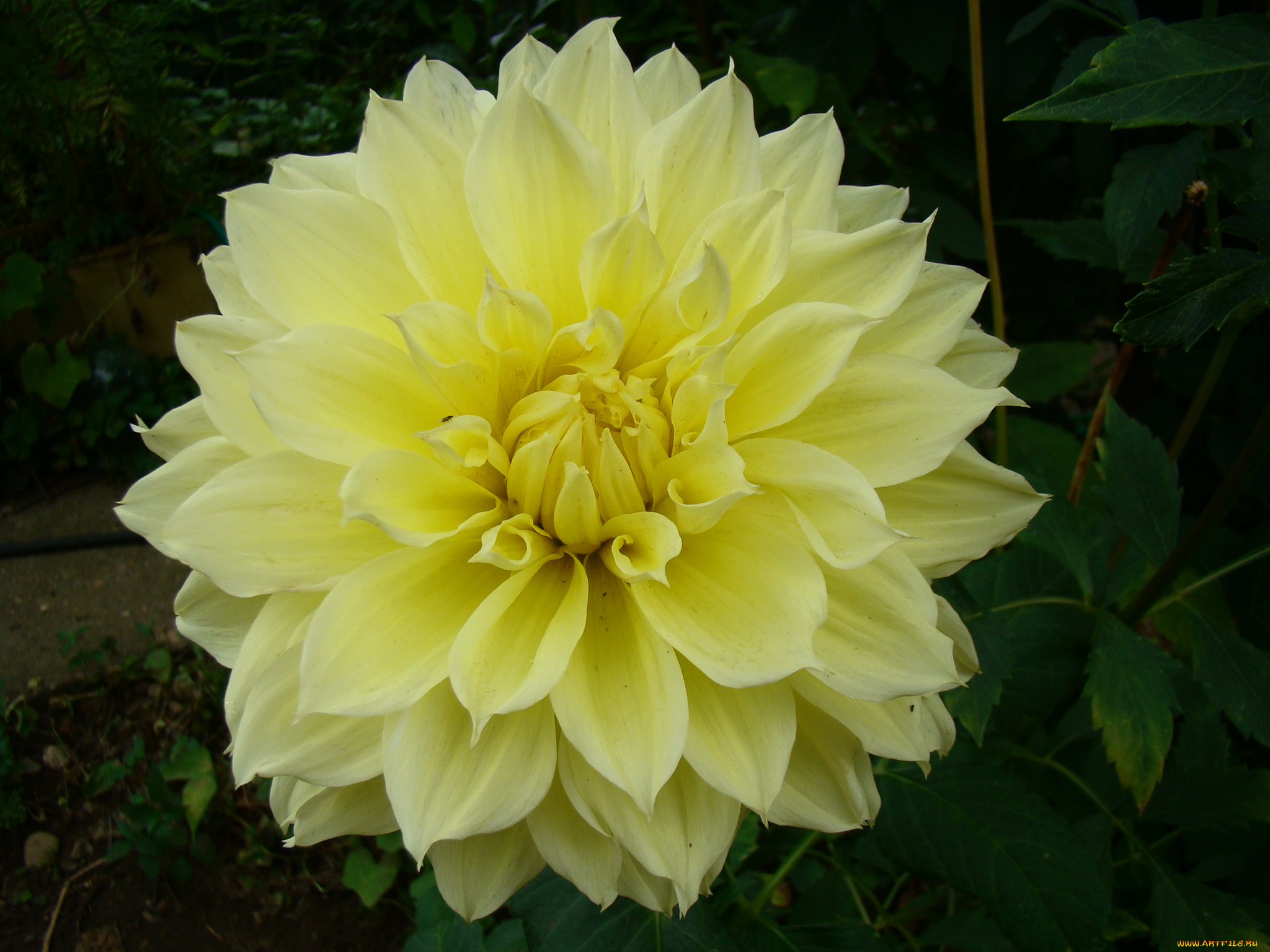 георгин, цветы, георгины