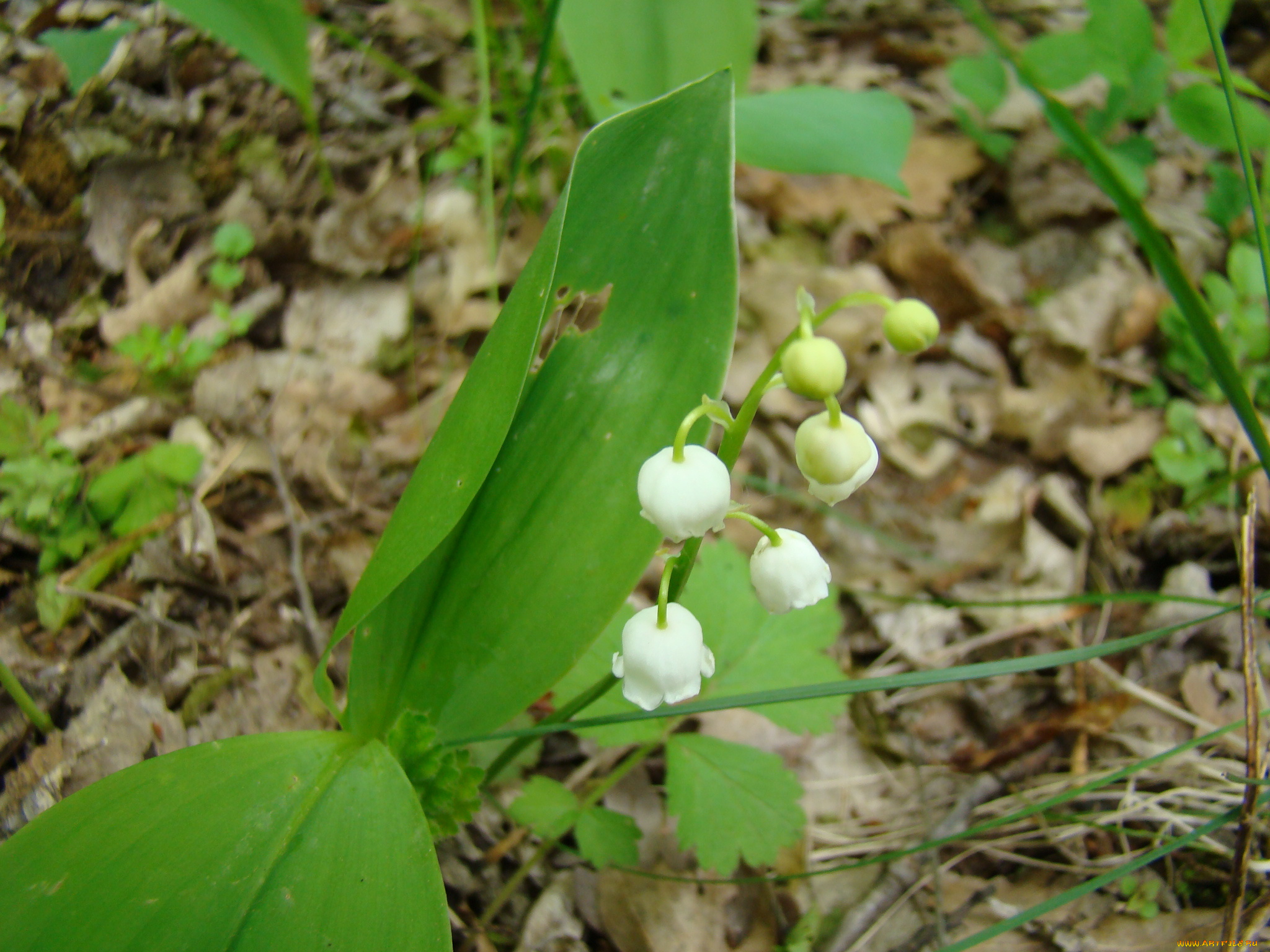 ландыш, цветы, ландыши