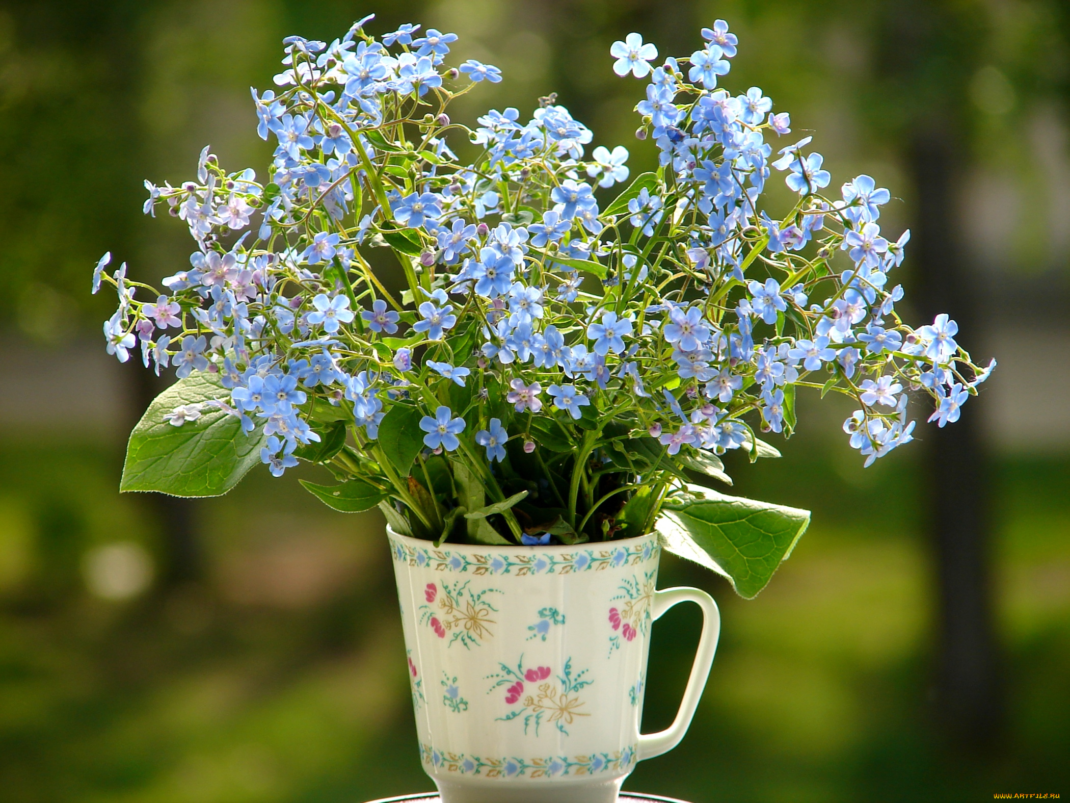 цветы, незабудки, букетик