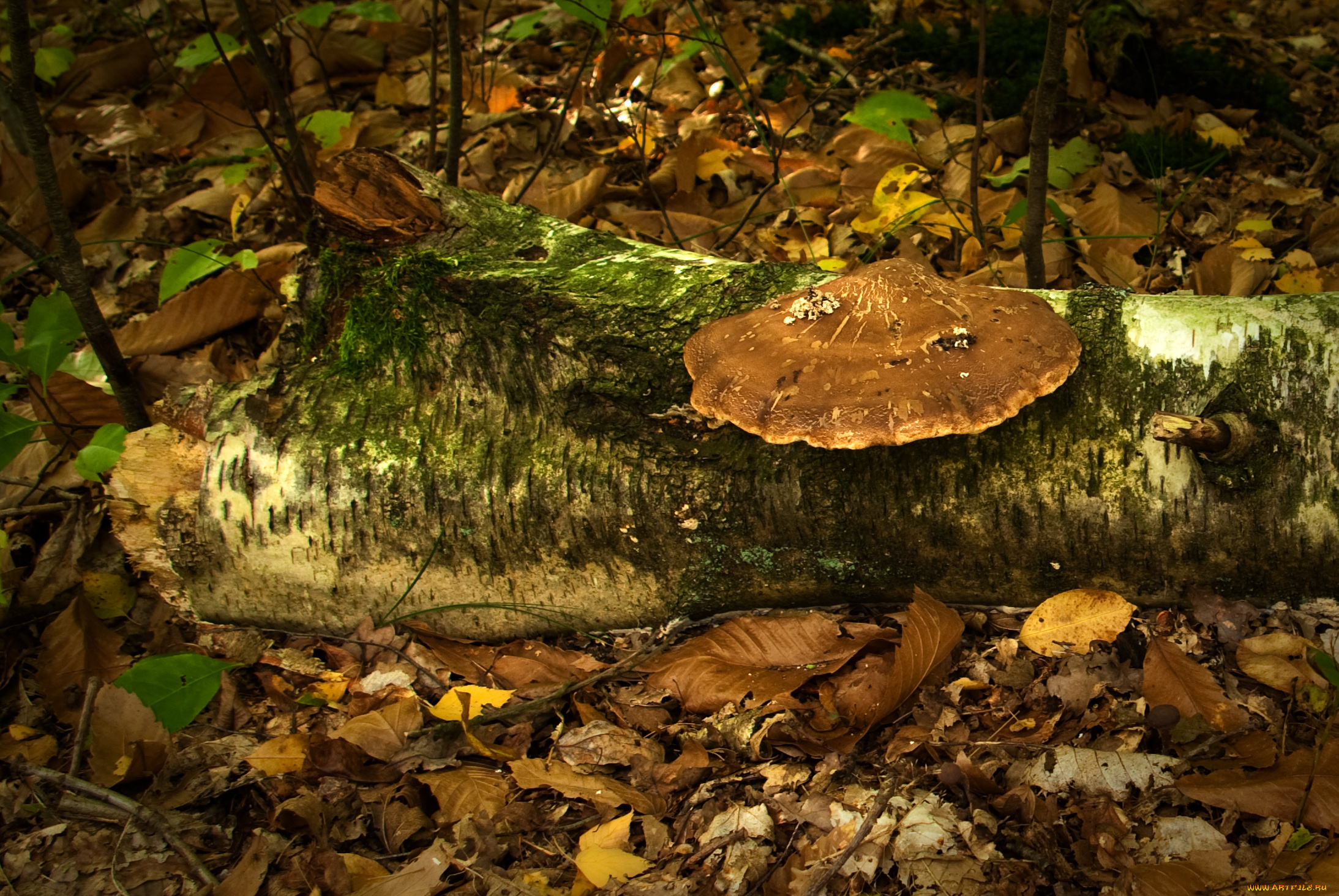 природа, грибы, лес