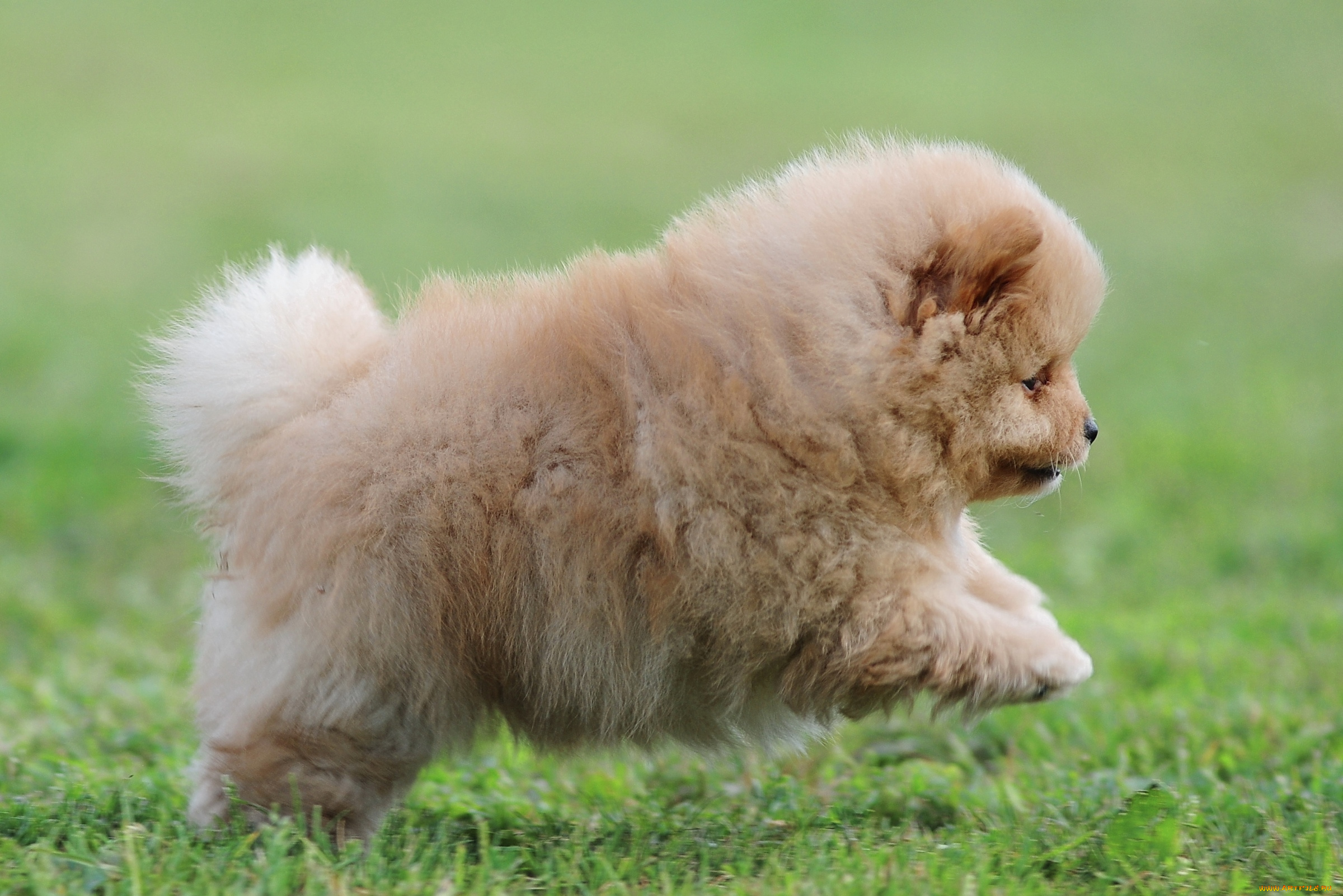 животные, собаки, шпиц