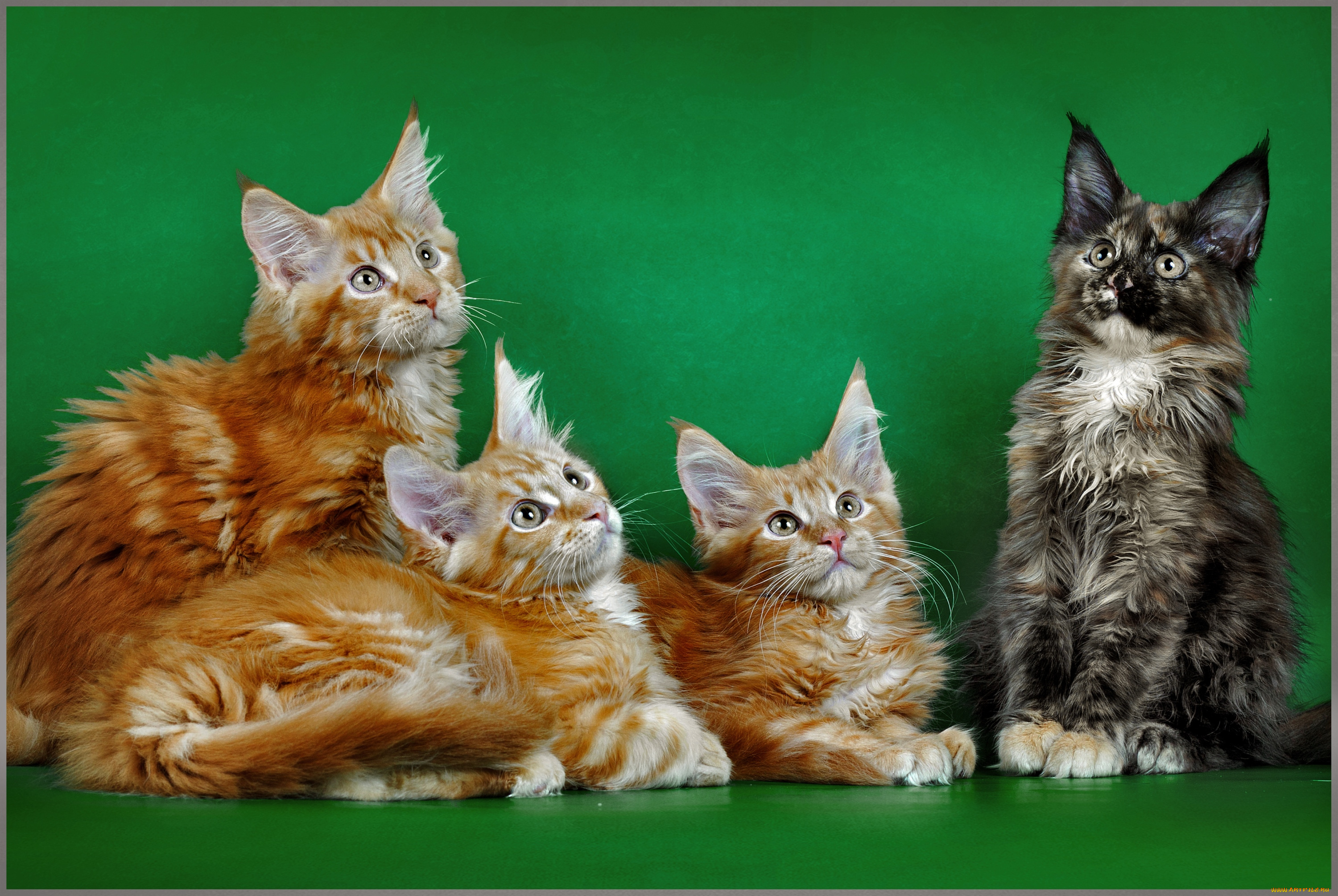 животные, коты, мейн-кун