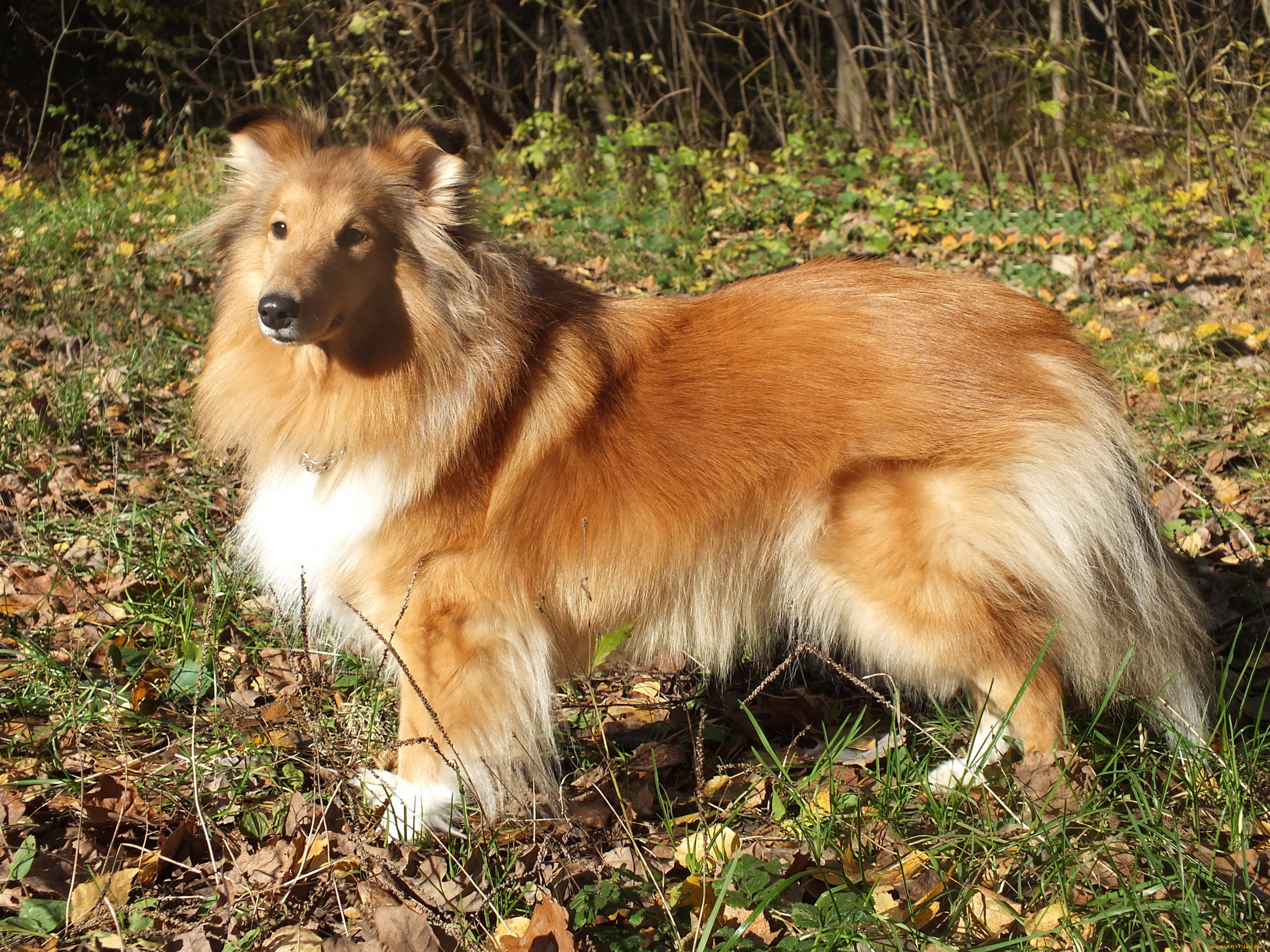 шелти, животные, собаки, собака