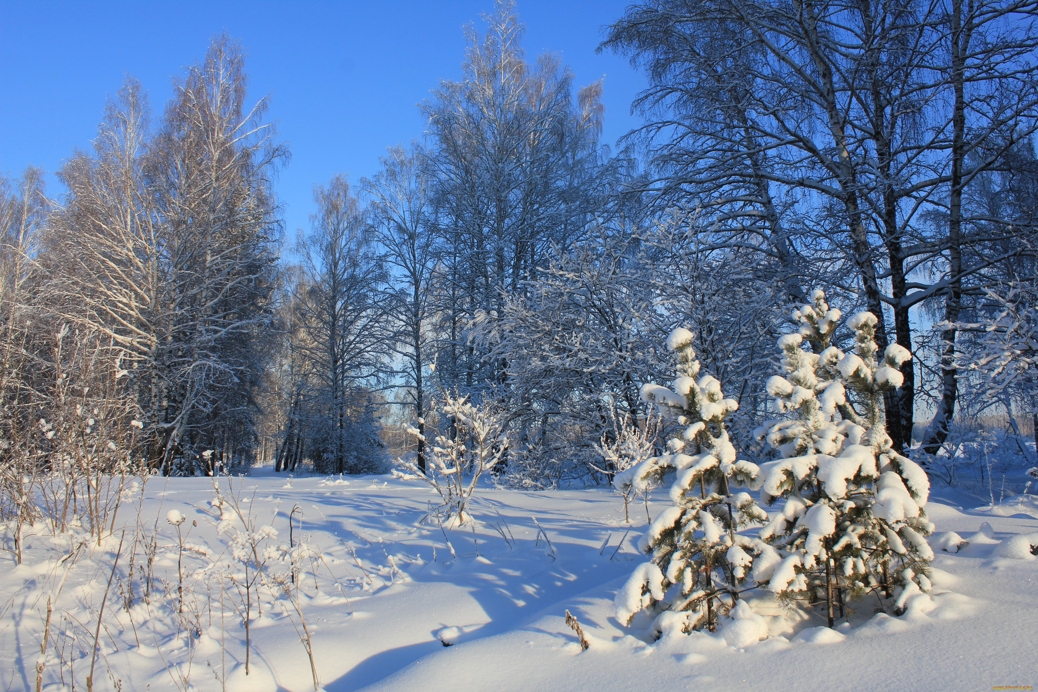 природа, зима, снег, деревья