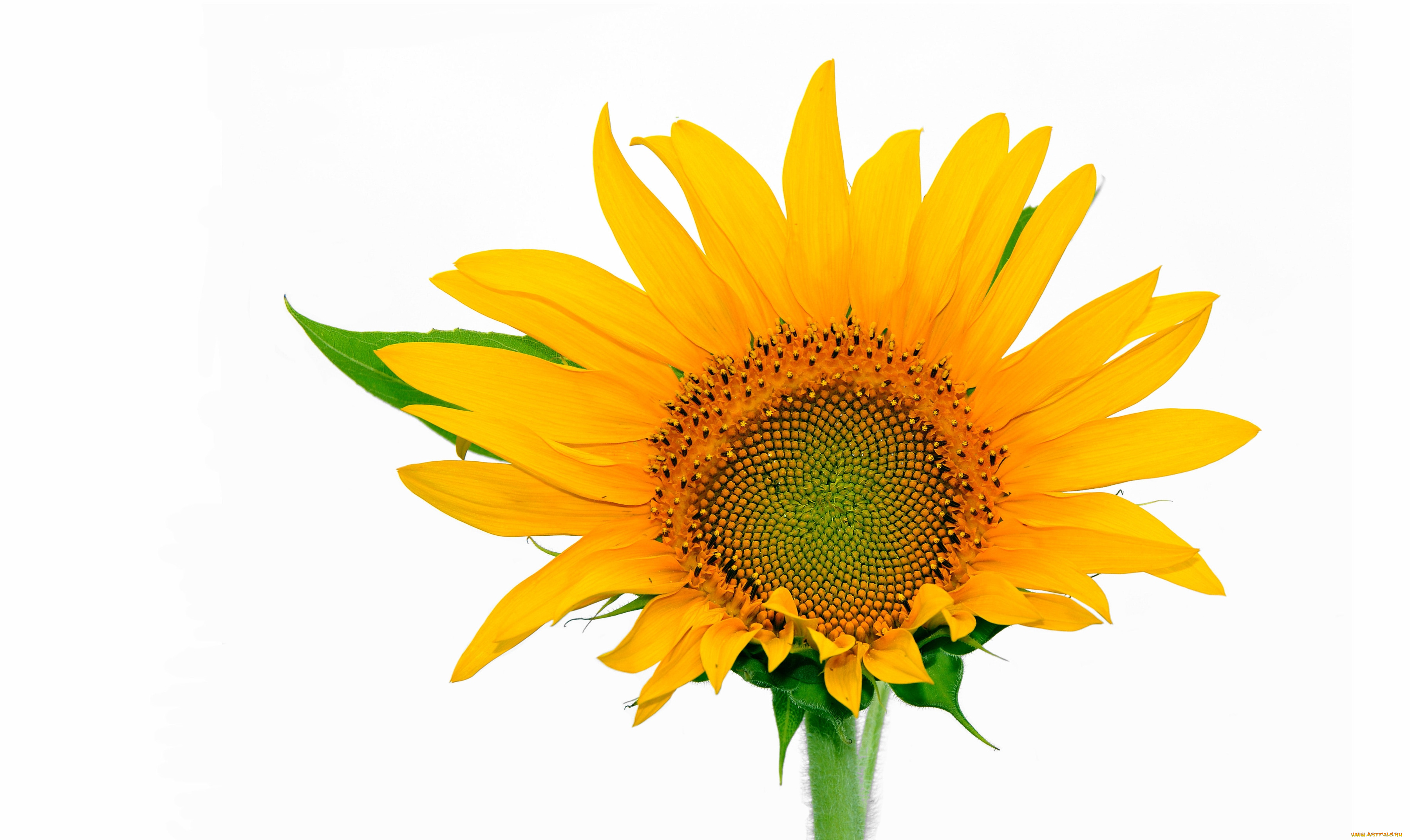 цветы, подсолнухи, желтый