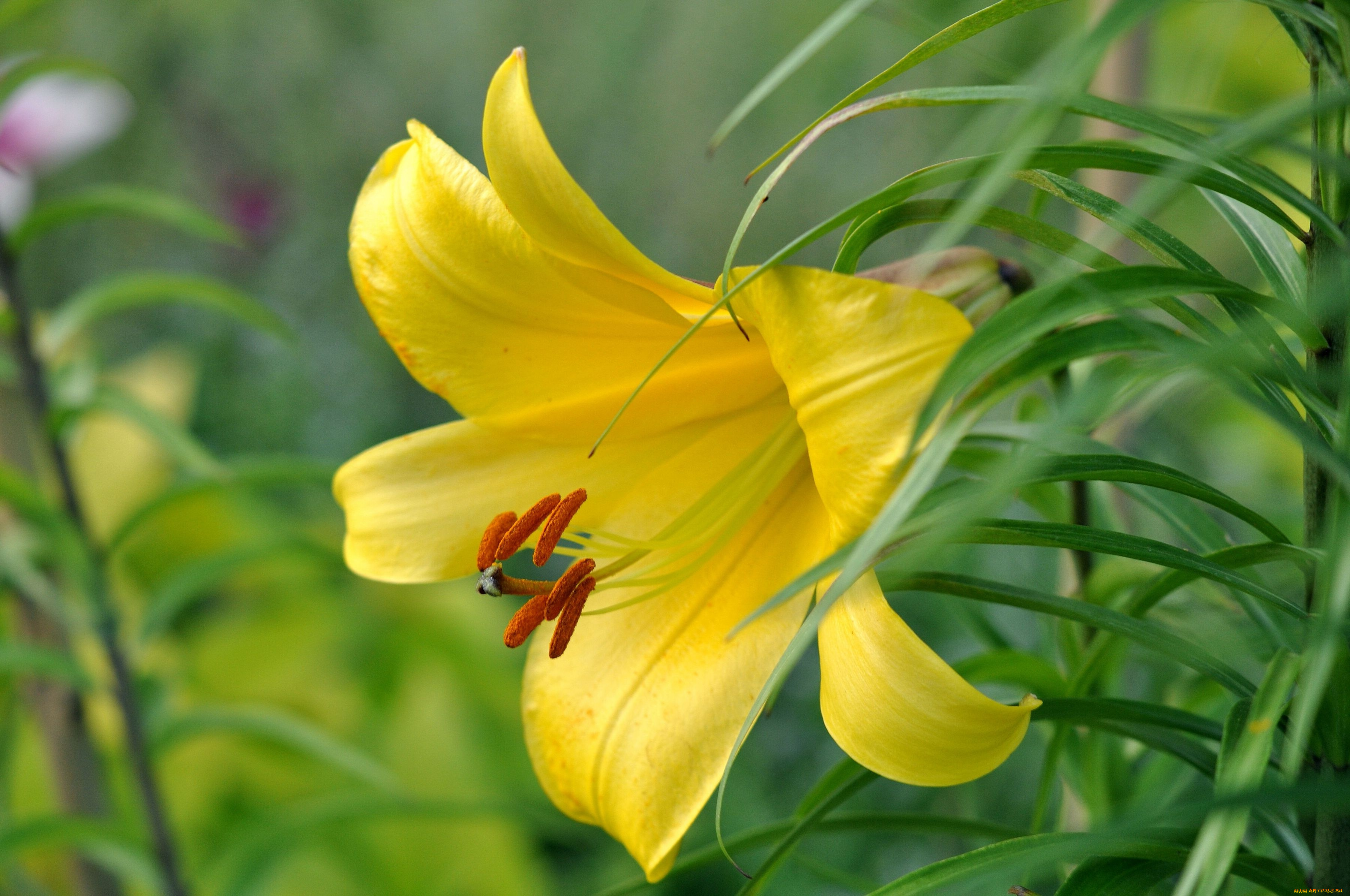 цветы, лилии, лилейники, тычинки, макро, лепестки