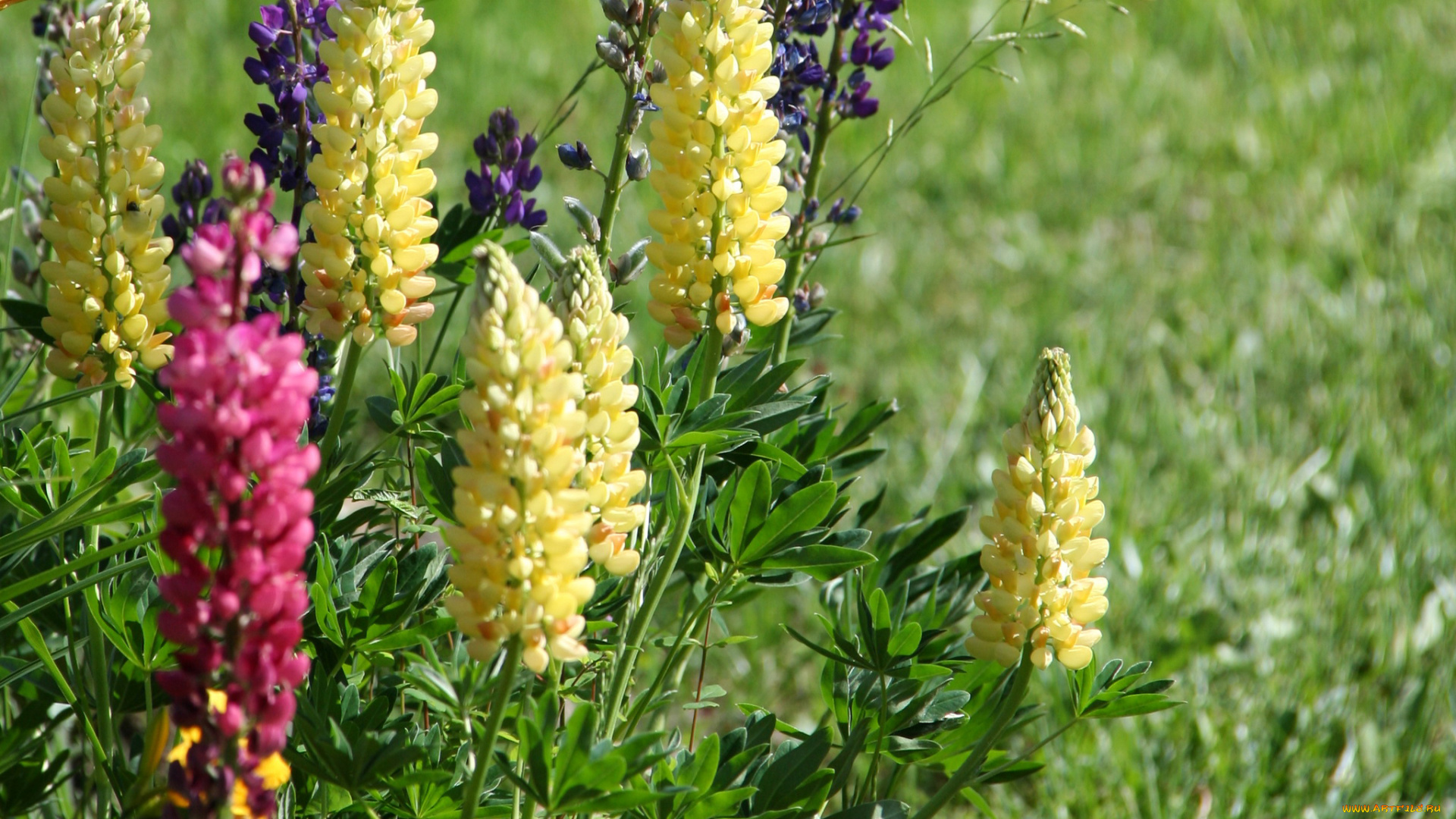 цветы, люпин, трава