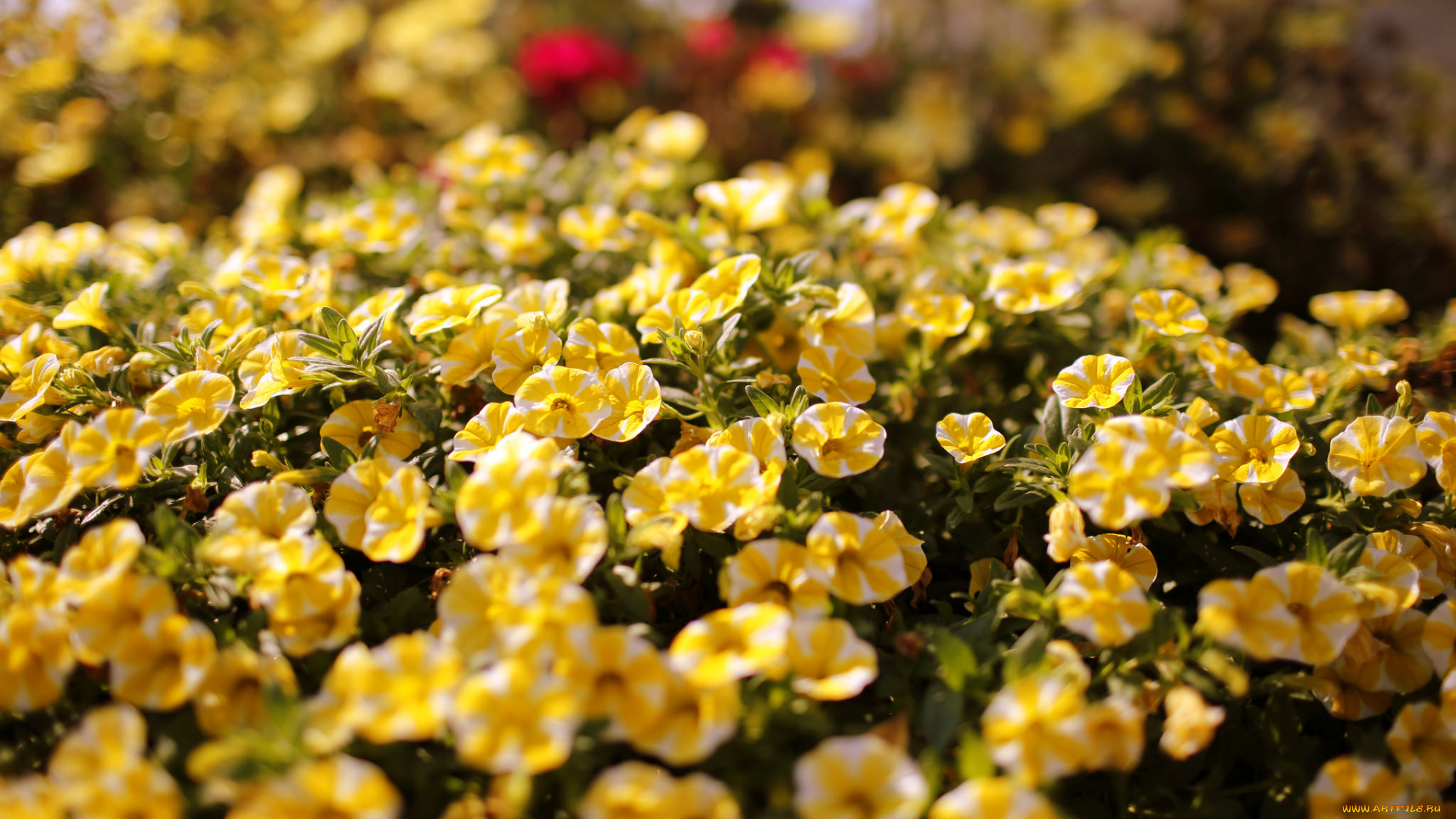 цветы, петунии, , калибрахоа, цветение, желтый, портулак