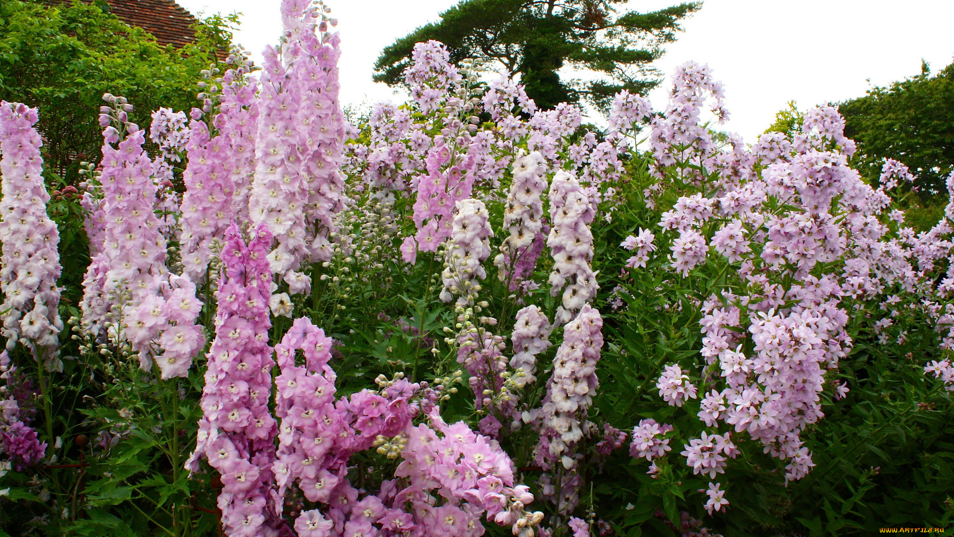 цветы, разные, вместе, колокольчики, delphinium, дельфиниум, сад