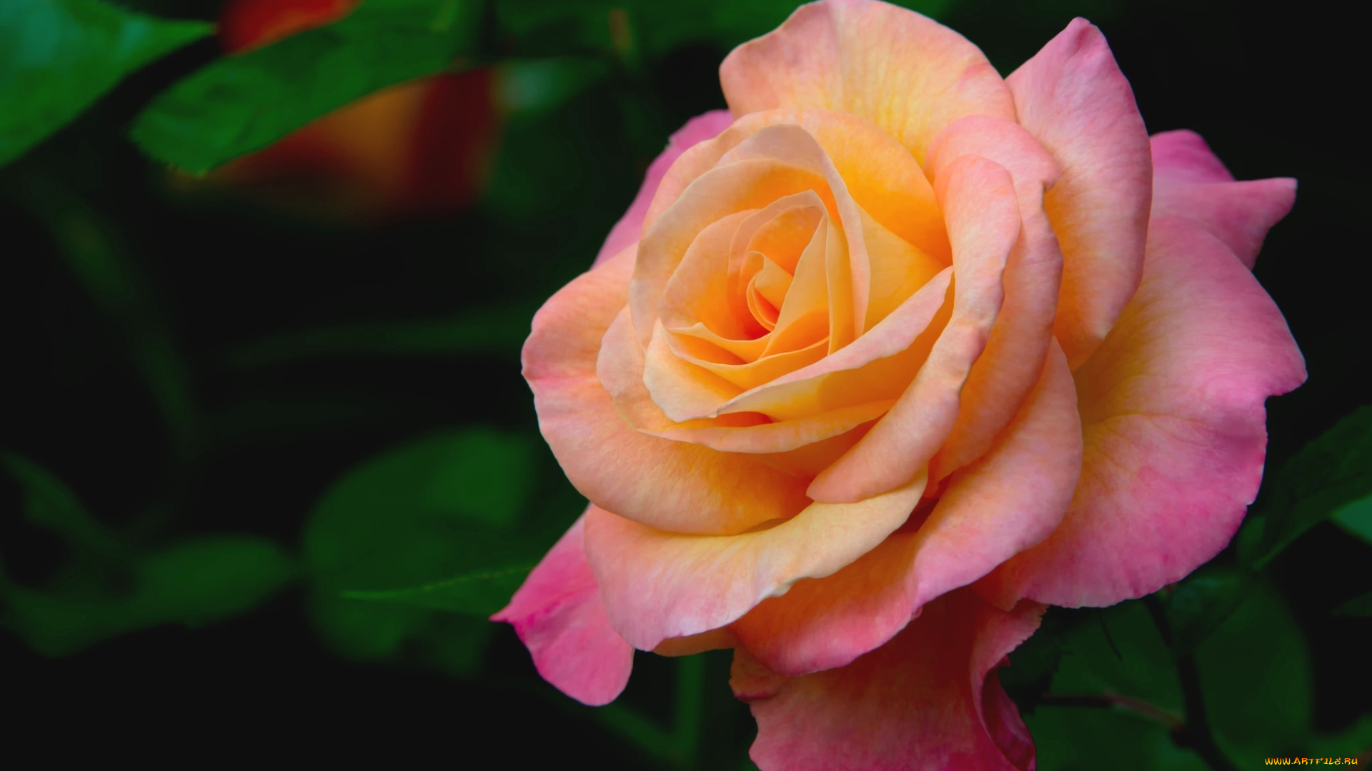 цветы, розы, красавица, макро, роза