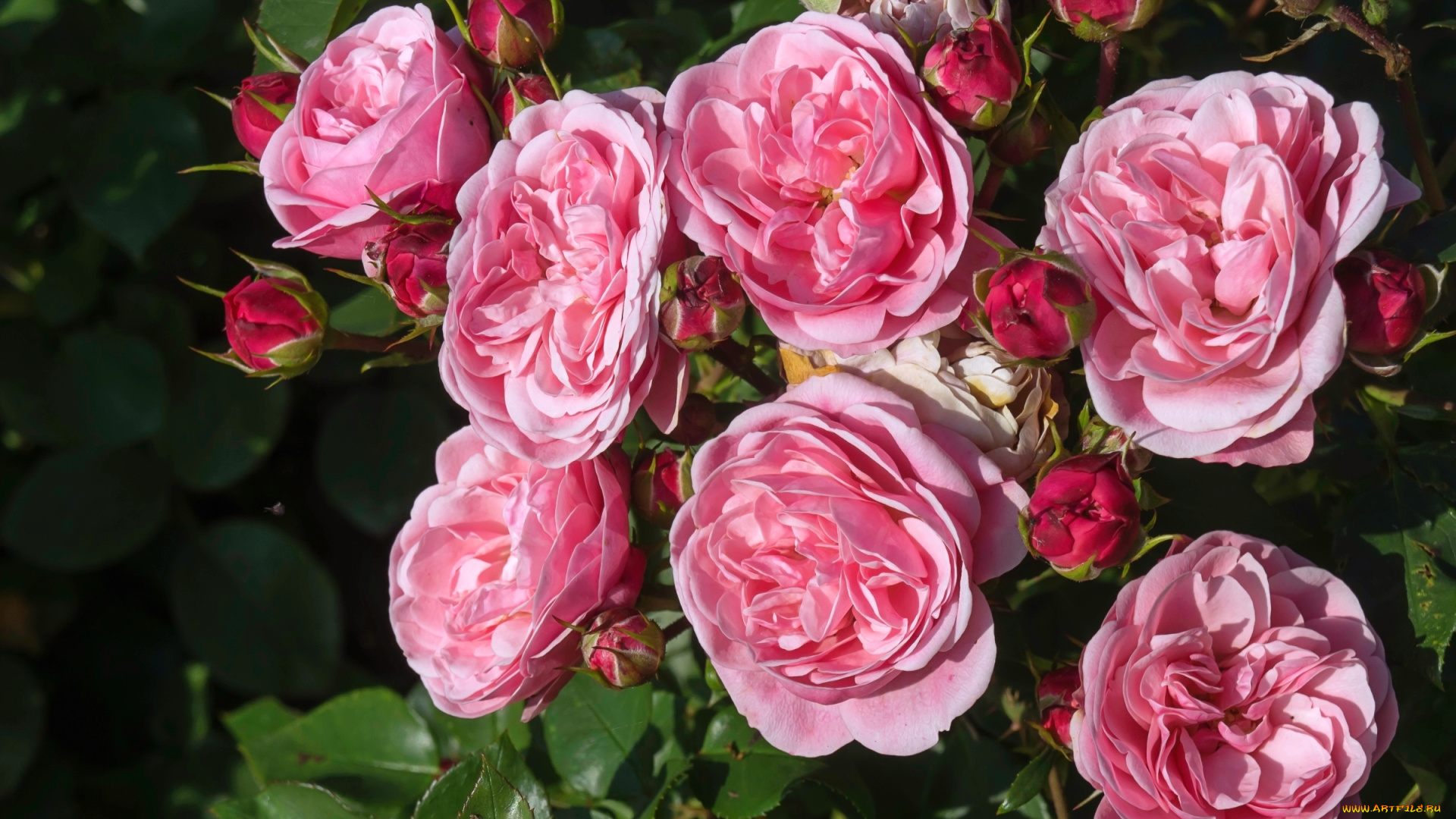 цветы, розы, куст, розовый
