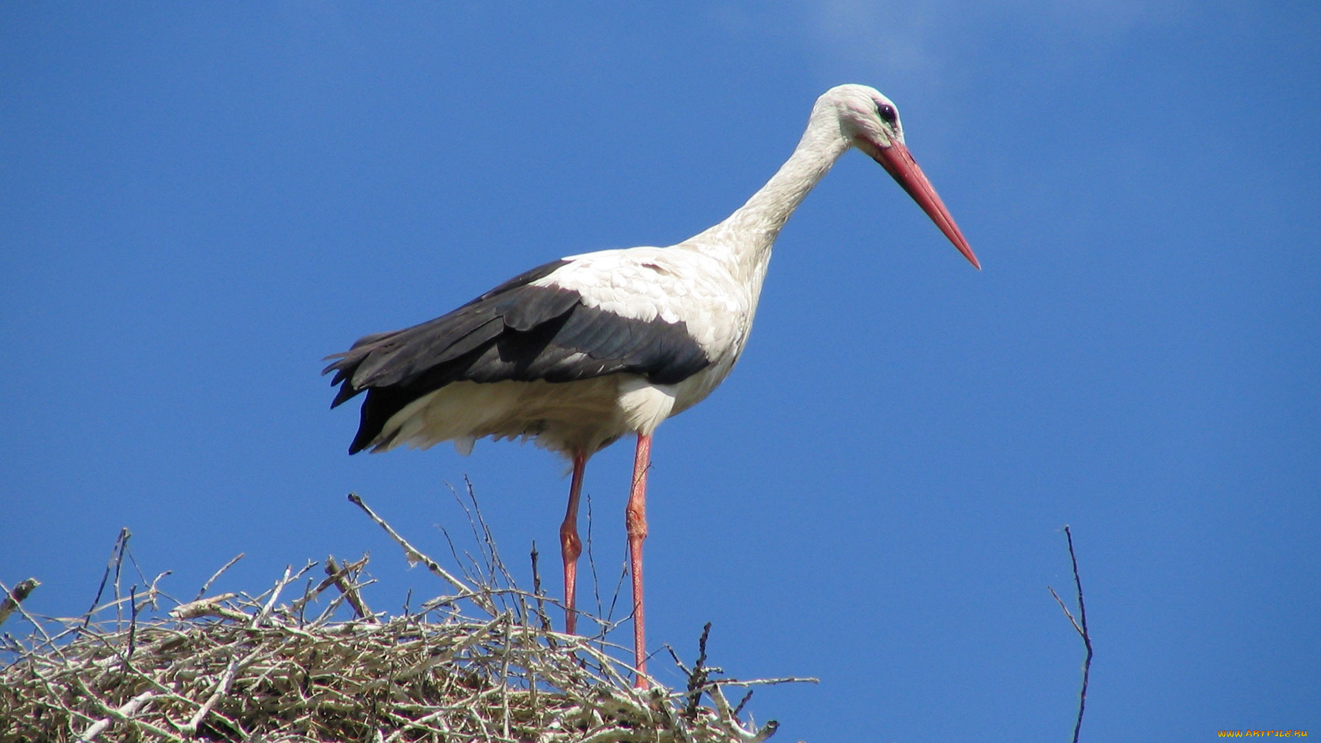 животные, аисты, аист, гнездо
