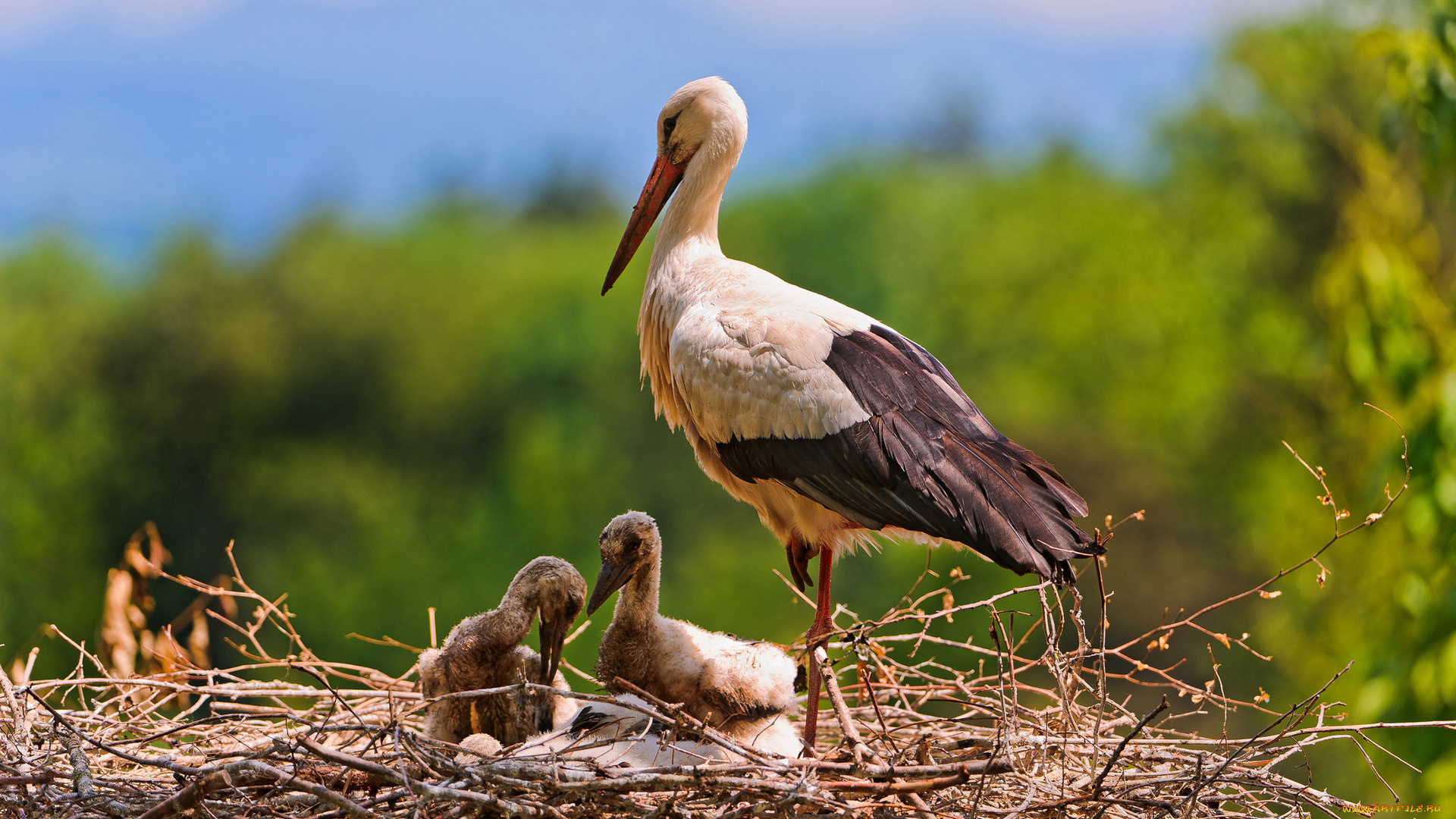 животные, аисты, птенцы, аист
