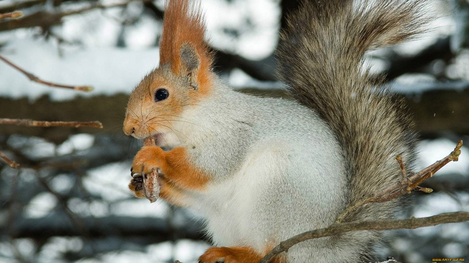 животные, белки, белка
