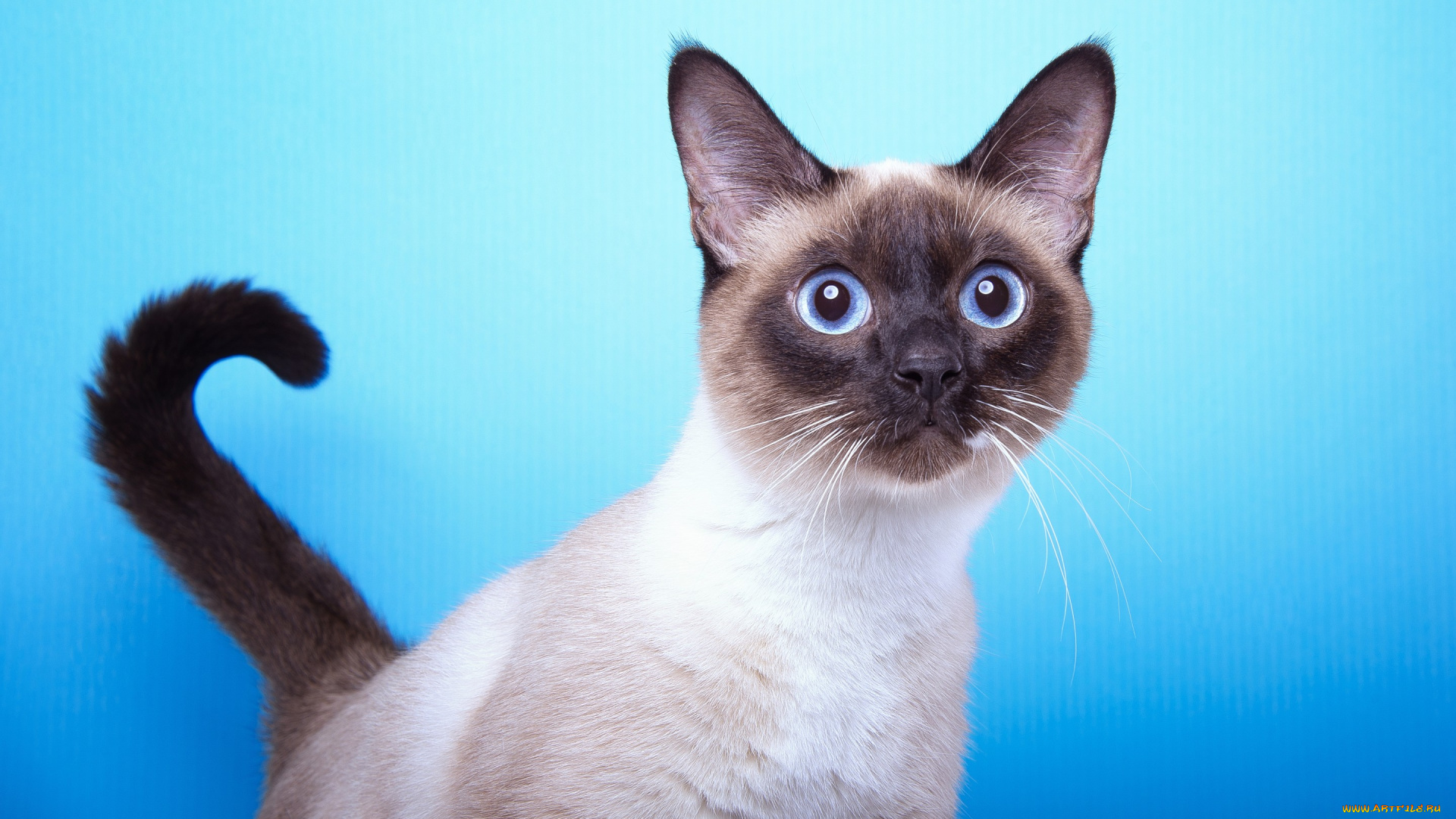 животные, коты, кот, порода, сиамская, мордочка, взгляж, хвост, фон