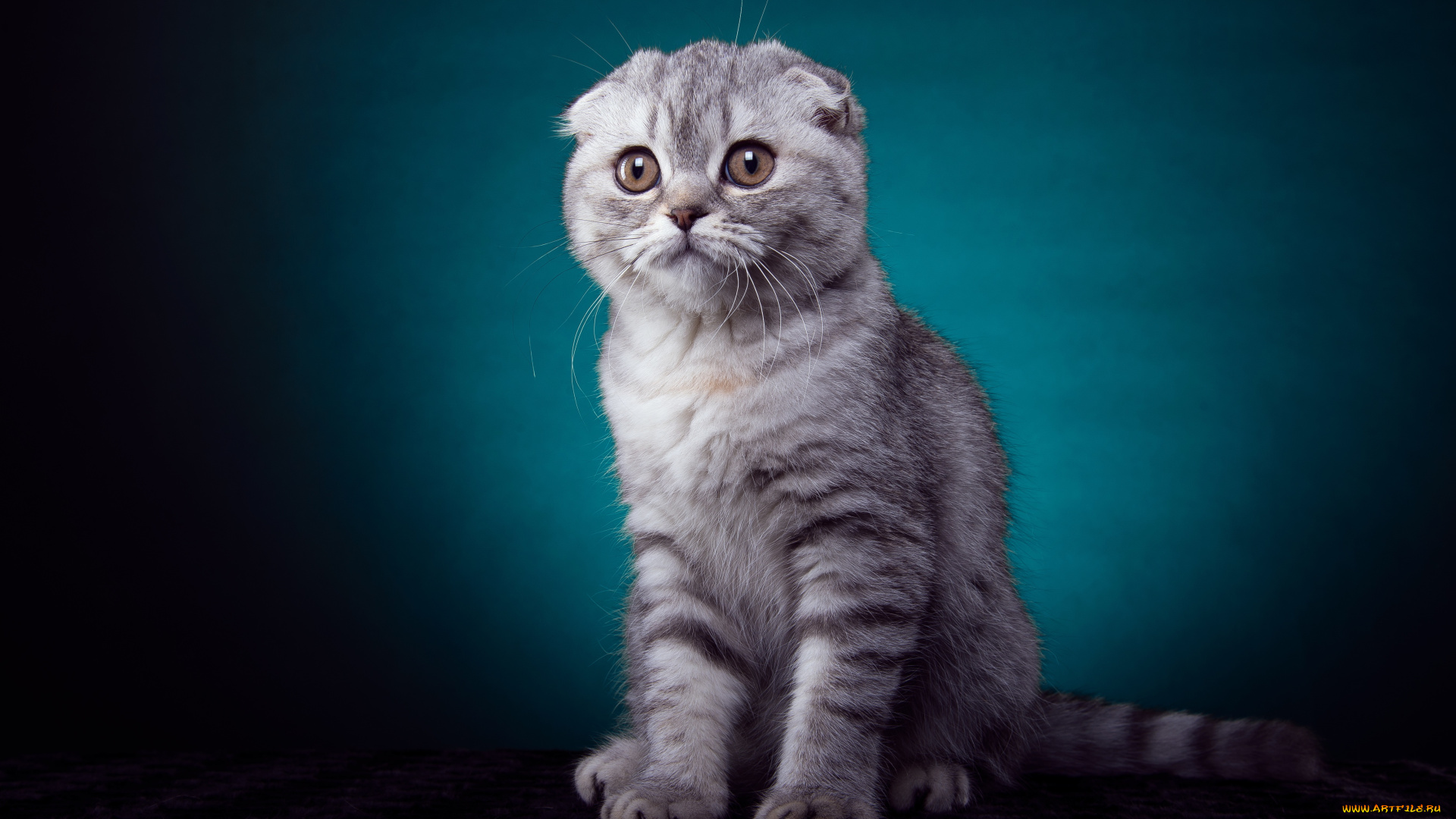 животные, коты, котенок, вислоухий, взгяд, лапки, окрас, серый, полосатый, порода, шотландский, кот