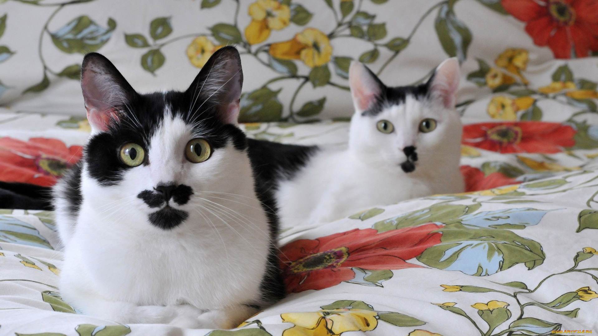 животные, коты, взгляд, кошки