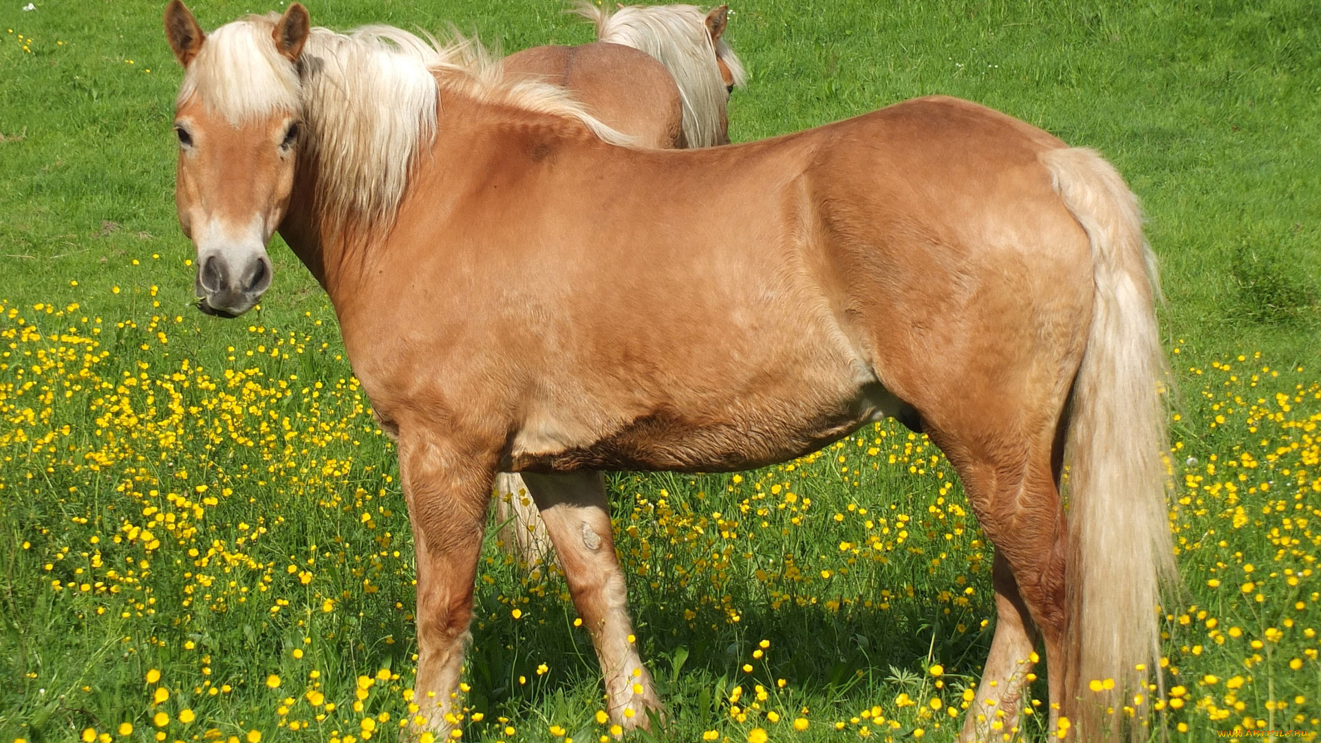 животные, лошади, лошадь, взгляд