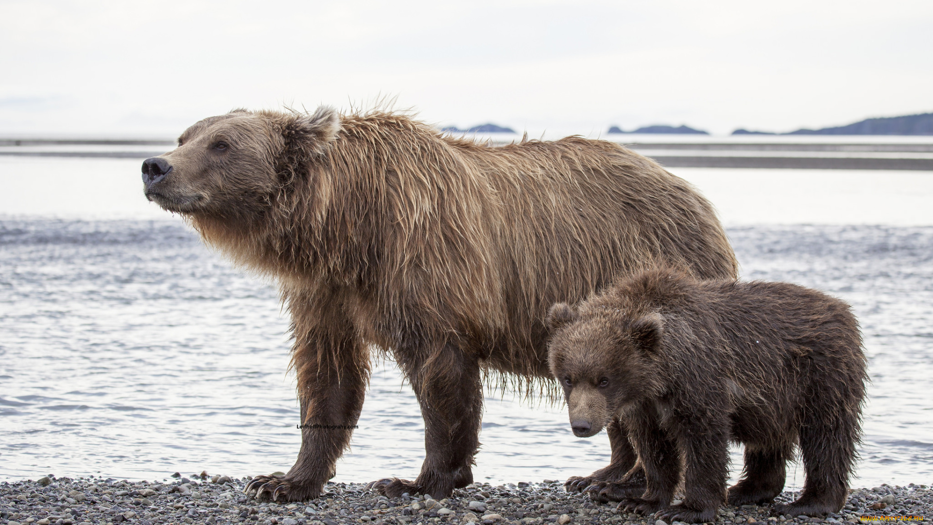 животные, медведи, медвежонок, медведица