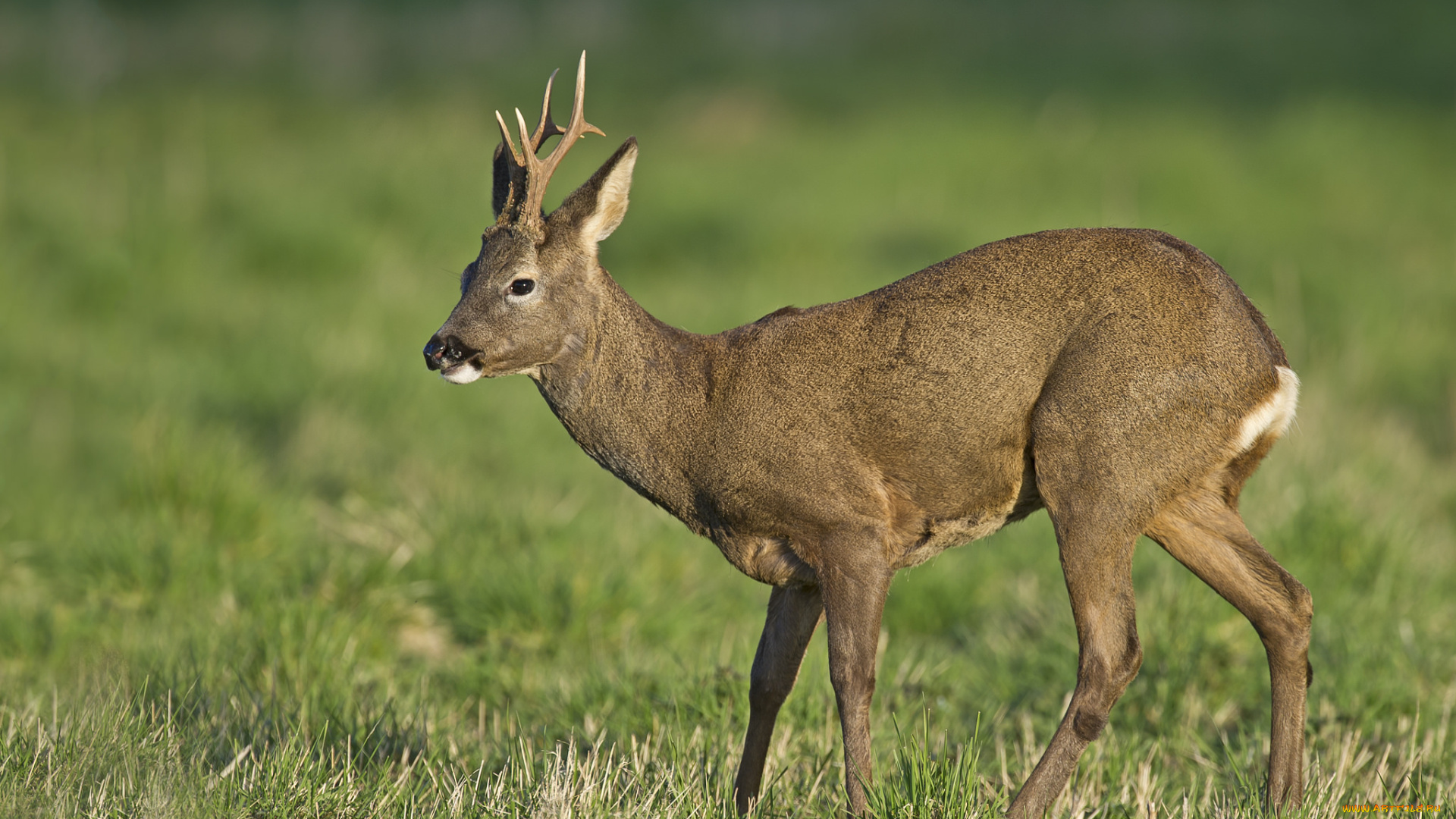 животные, олени, олениха