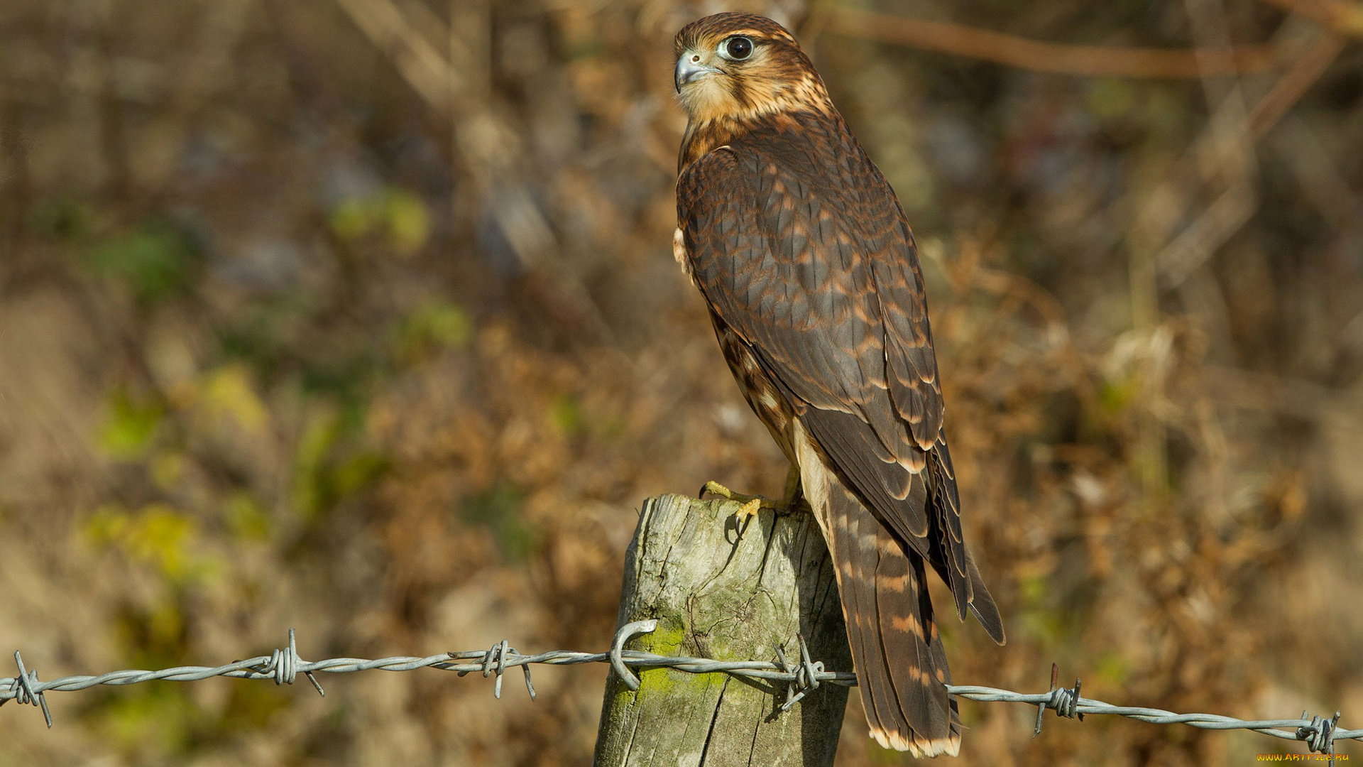 животные, птицы, -, хищники, взгляд, птица