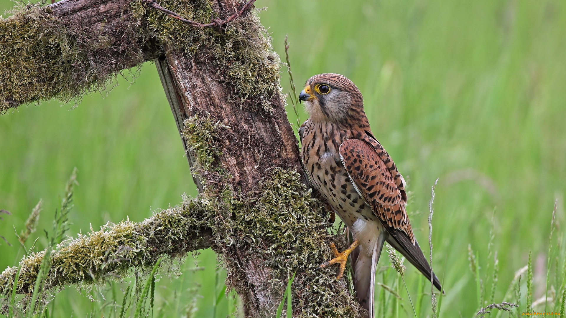 животные, птицы, -, хищники, забор, птица