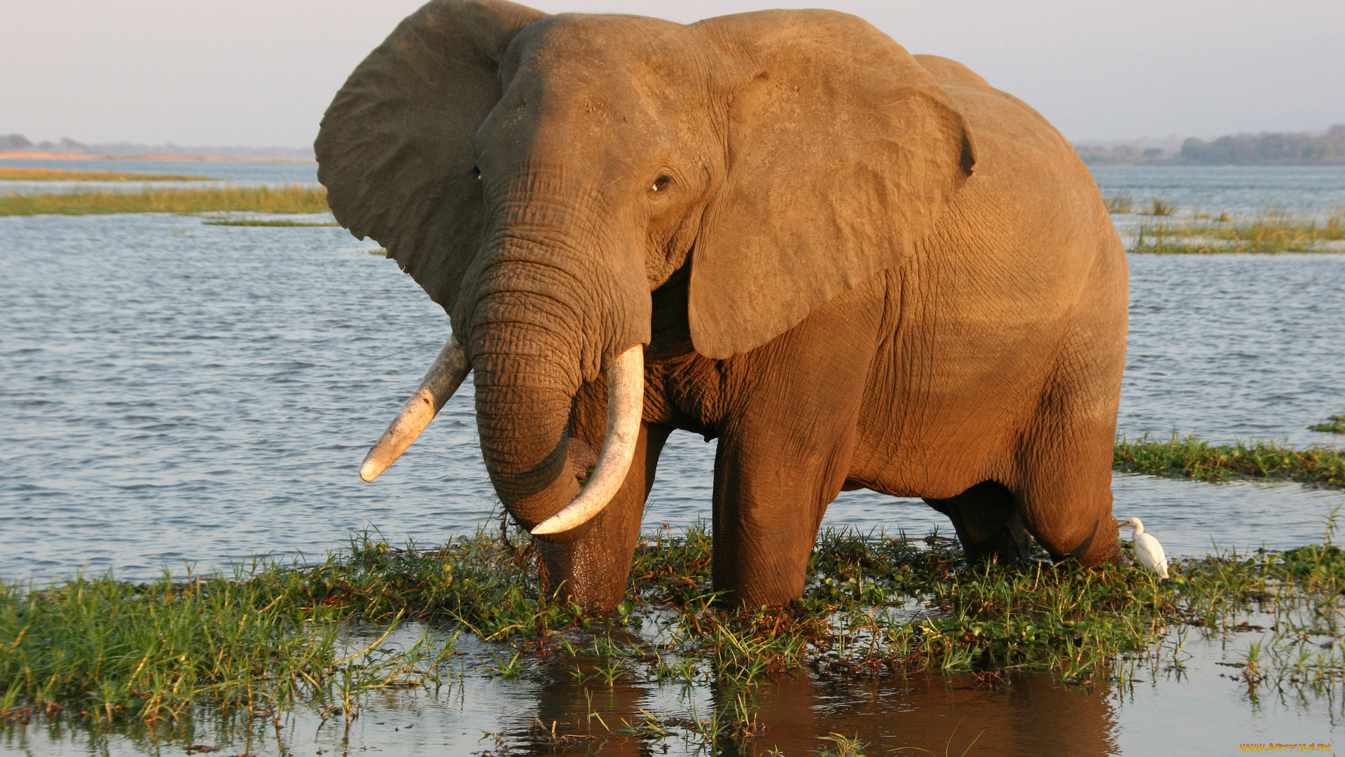 животные, слоны, вода, слон