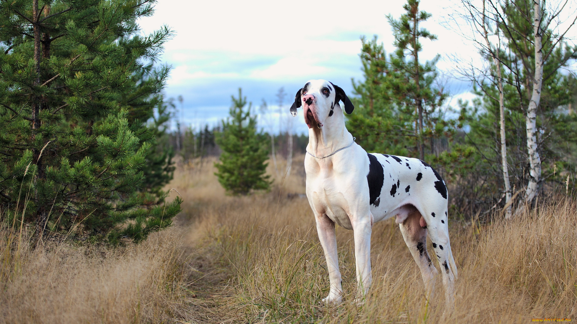 животные, собаки, мраморный, дог, собака, друг