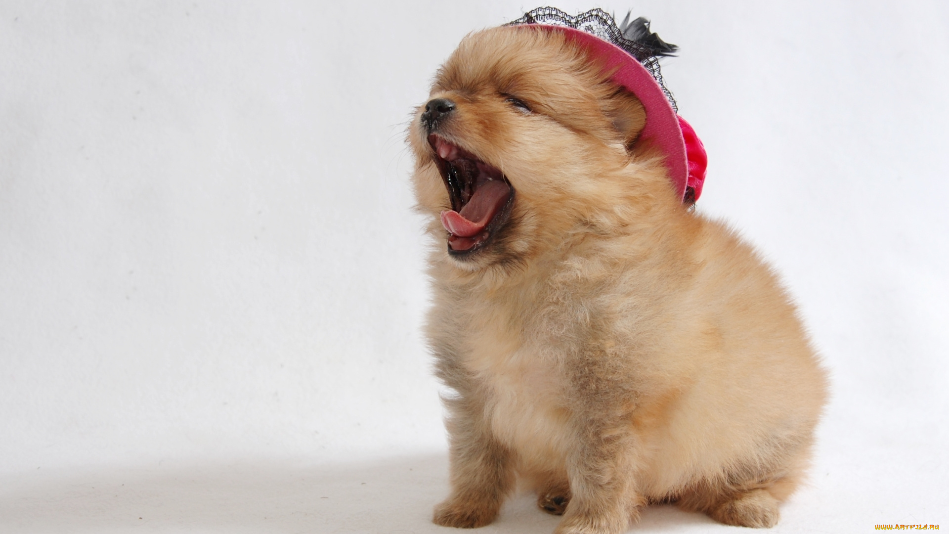 животные, собаки, шпиц, зевок, щенок