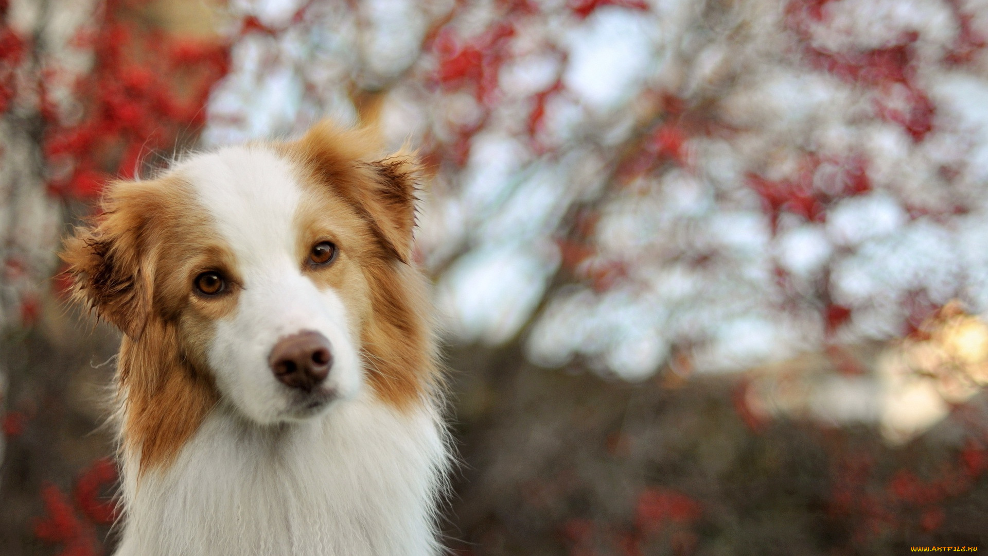 животные, собаки, взгляд
