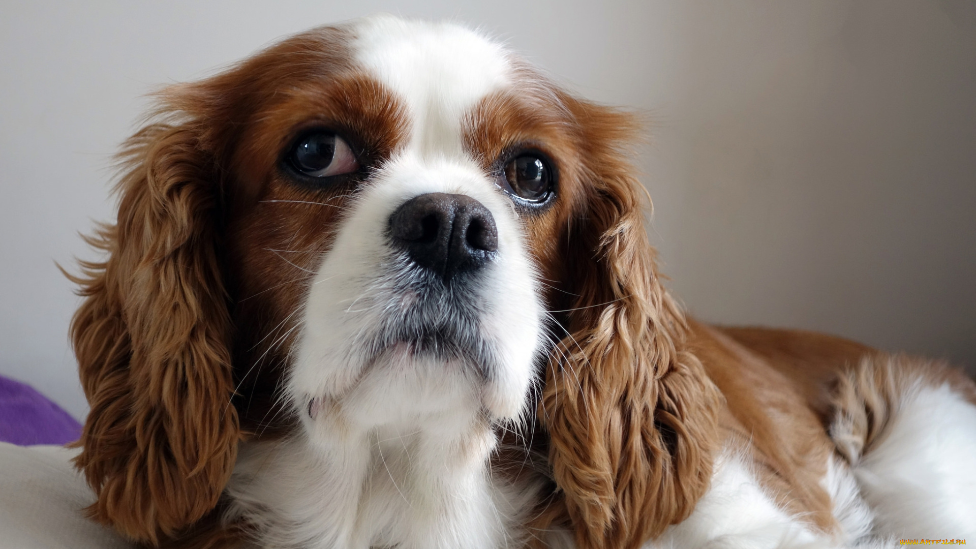животные, собаки, взгляд, спаниель