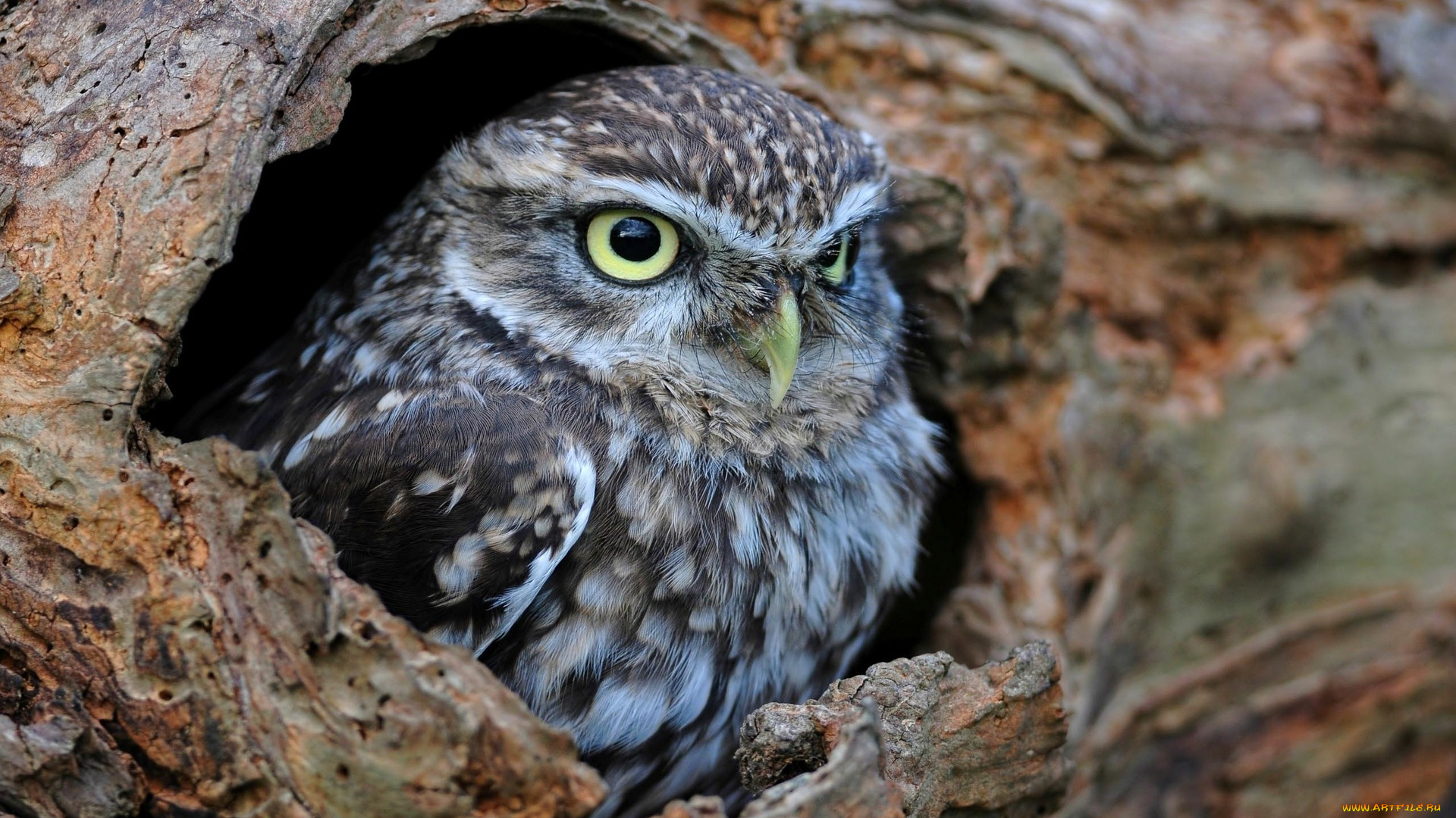 животные, совы, дупло, сова