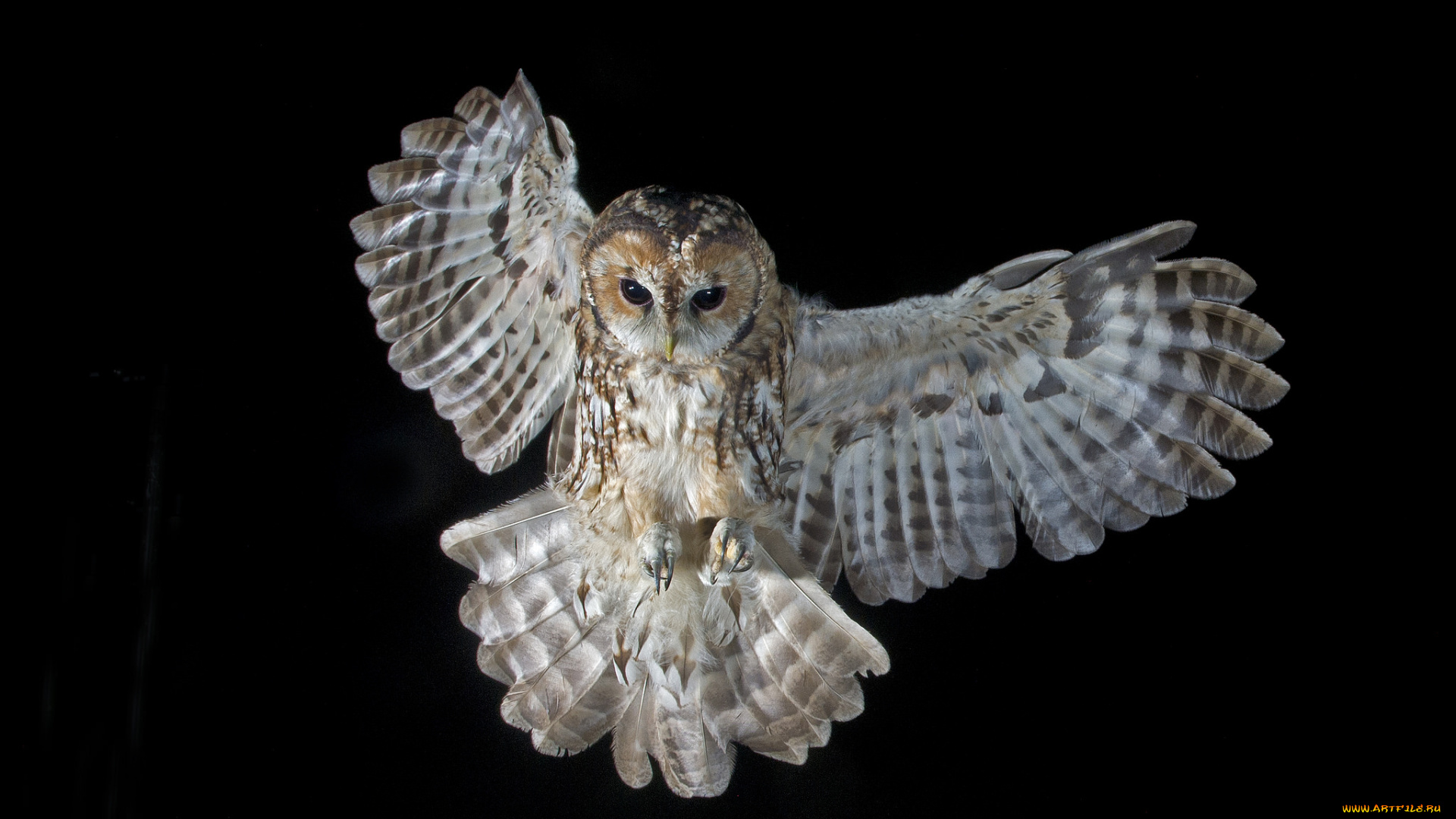 животные, совы, крылья, размах, сова