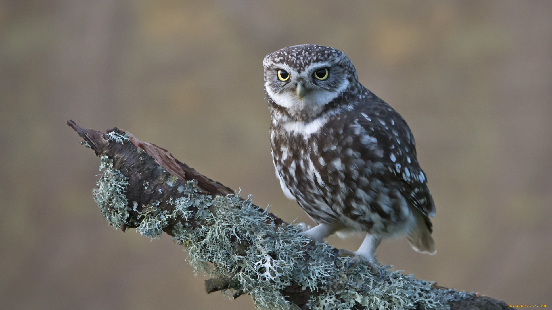 животные, совы, сова