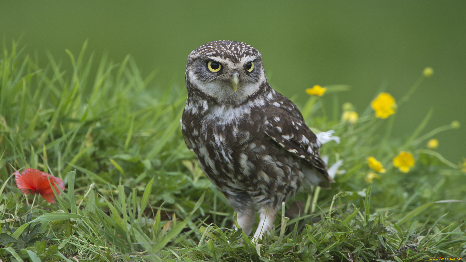 животные, совы, сова