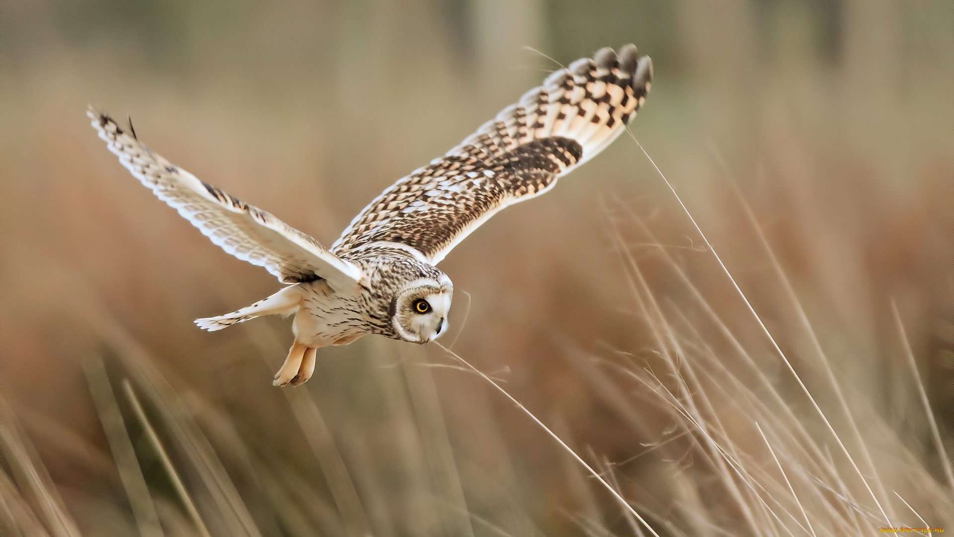 животные, совы, трава, полет, сова