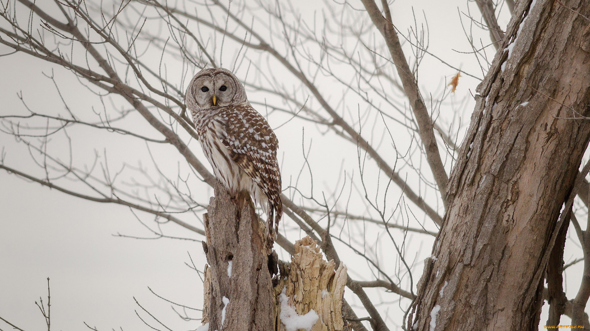 животные, совы, взгляд, дерево, сова