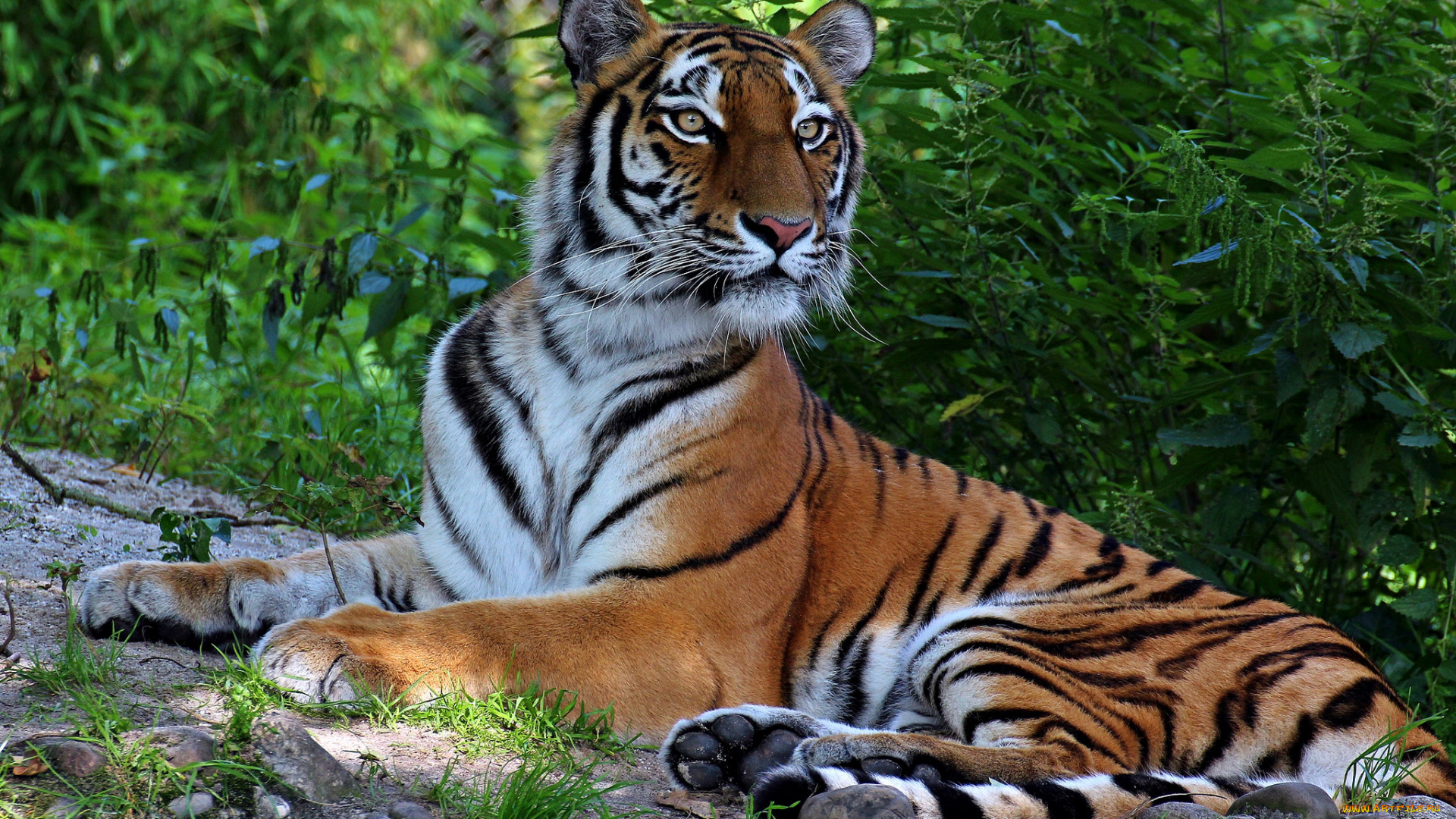 животные, тигры, тигр, поляна, лес