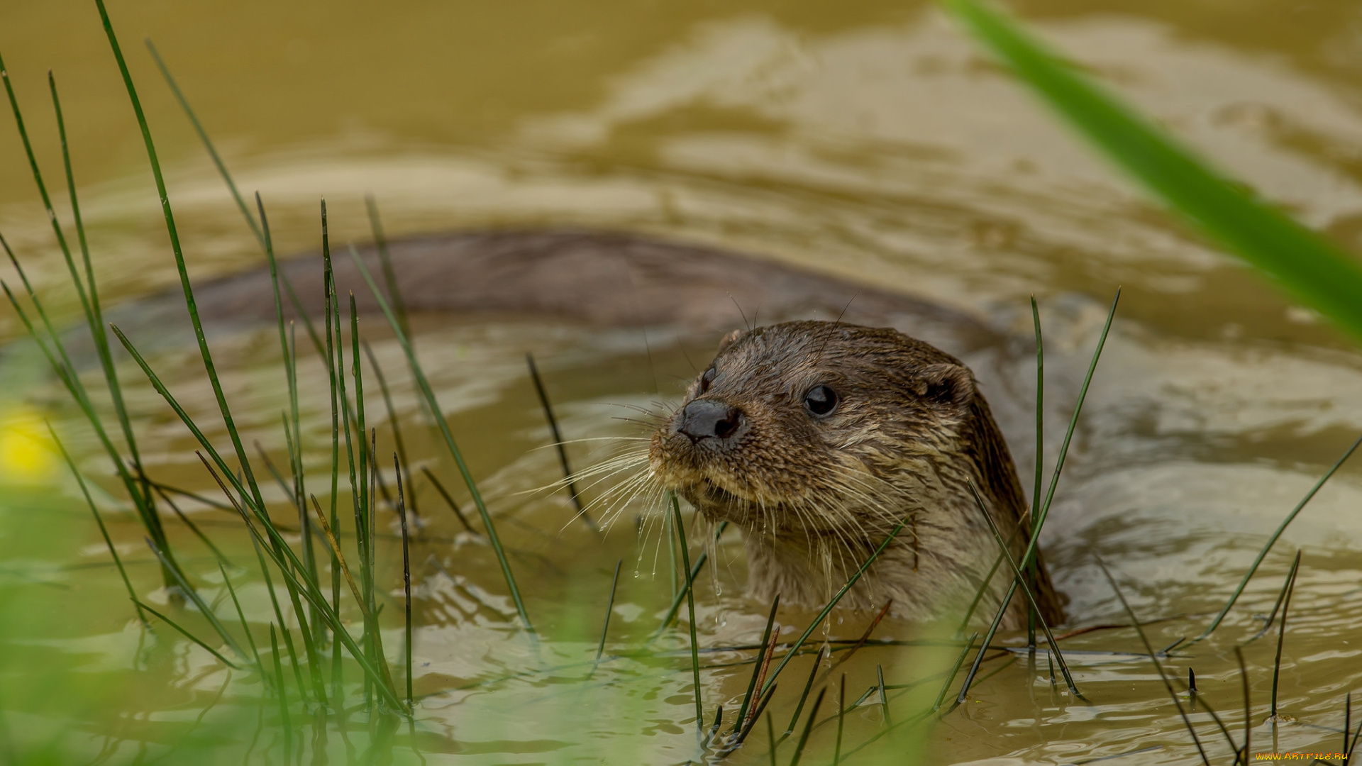 животные, выдры, , каланы, , ондатры, выдра, вода